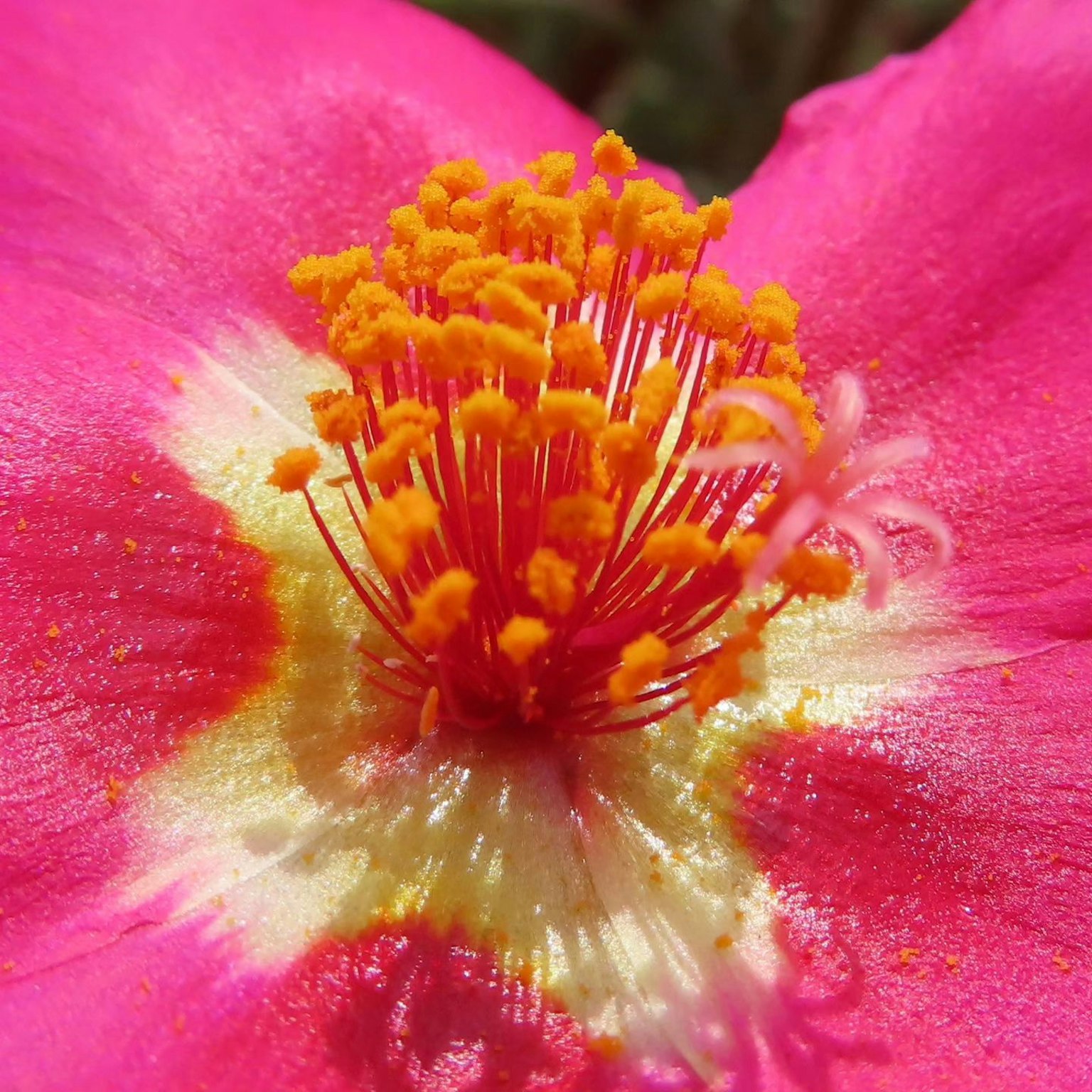 Kedekatan bunga pink cerah dengan benang sari oranye