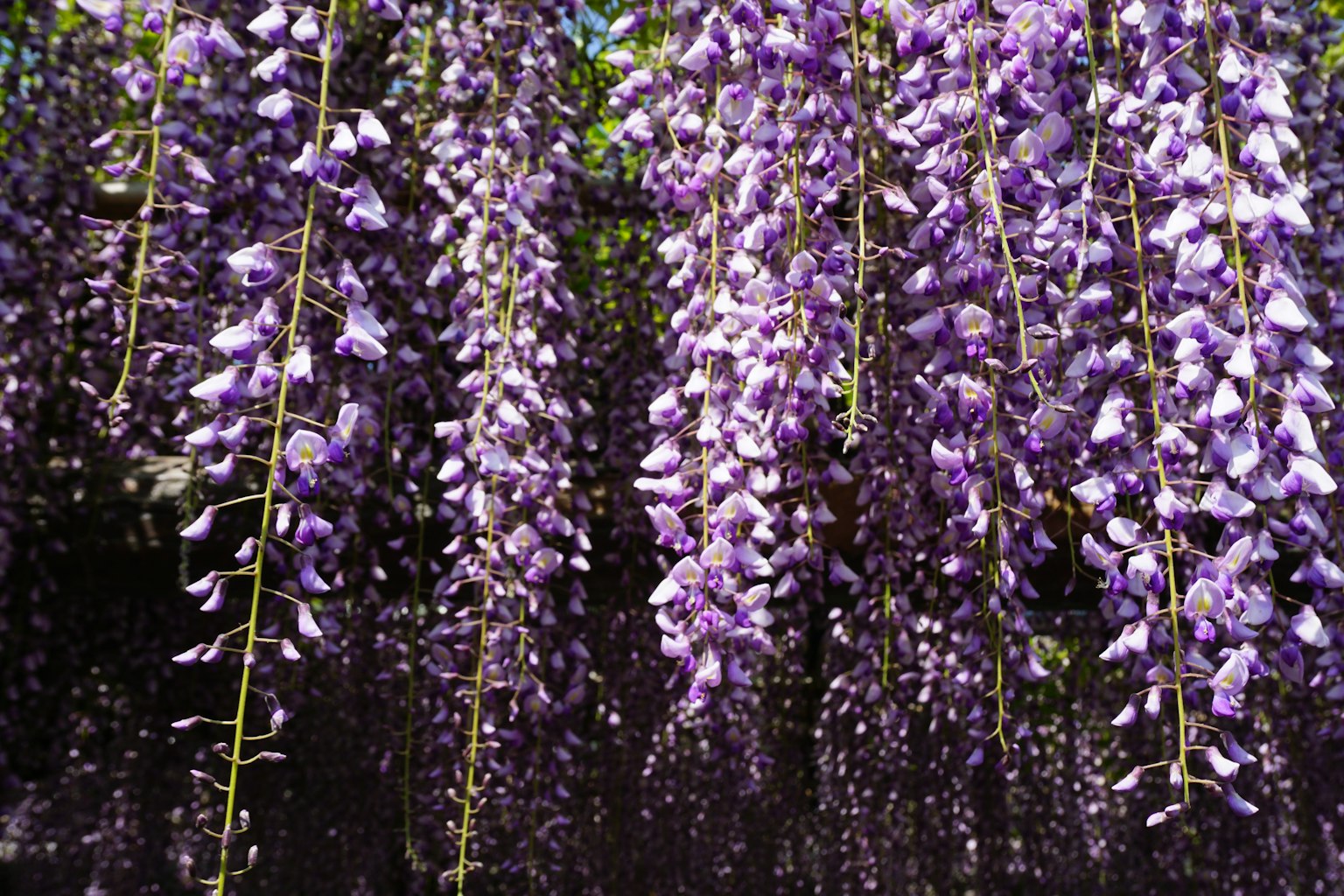 การแสดงดอกไม้ฟูจิสีม่วงที่สวยงาม