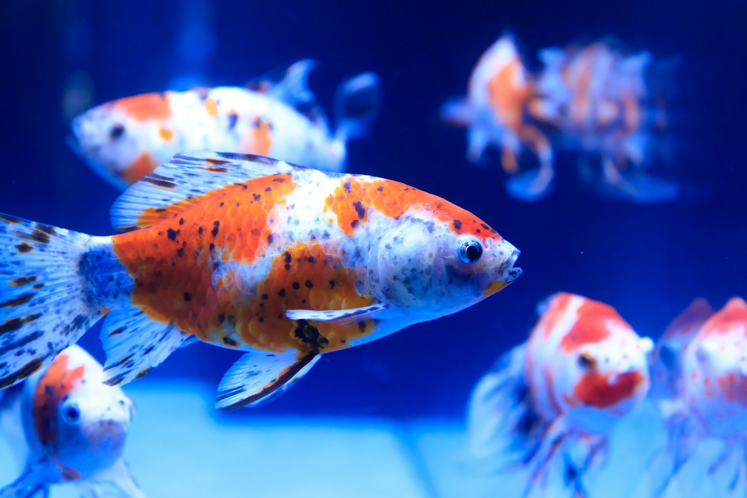 Peces de colores naranja y blanco nadando en un fondo azul