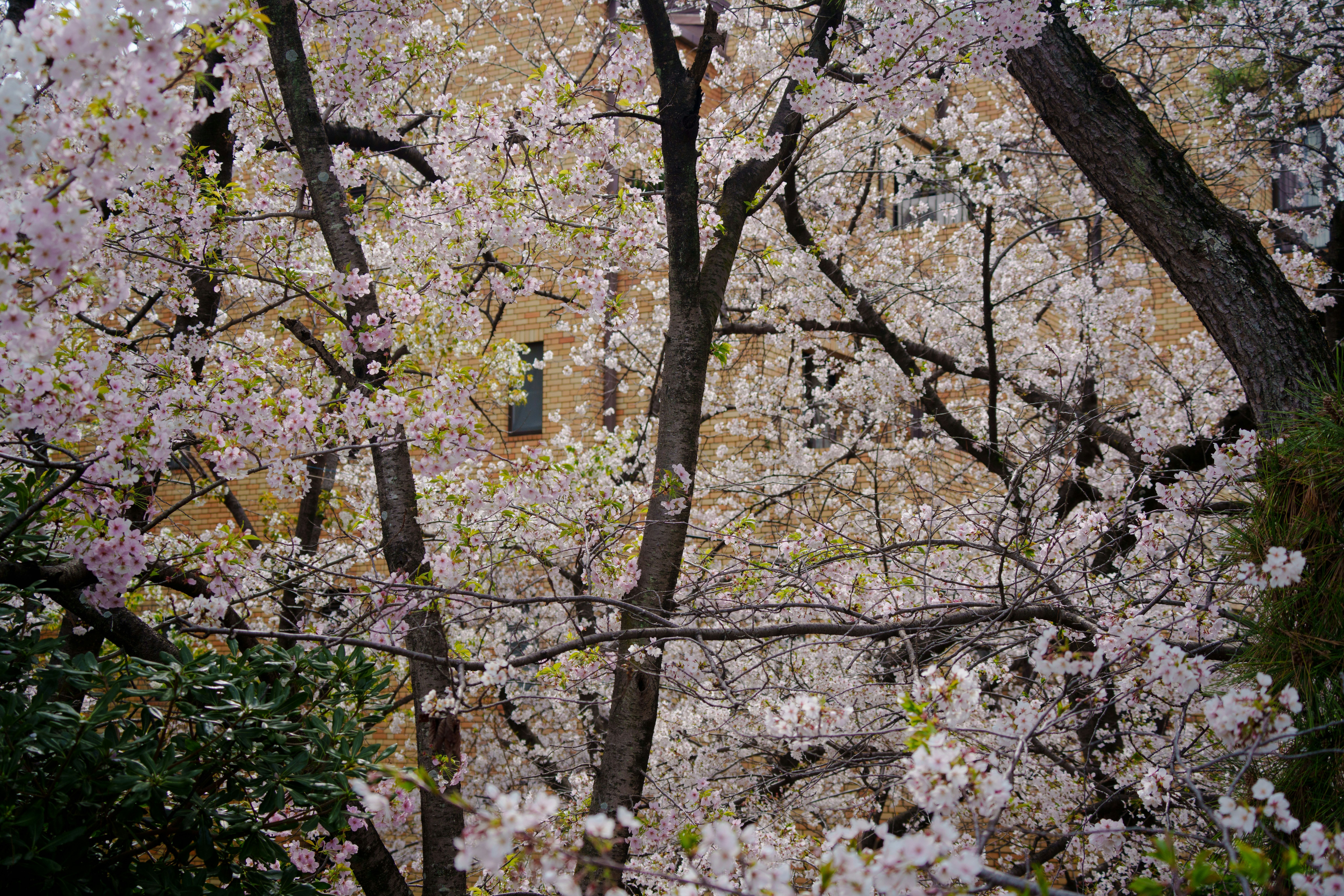 桜の花が咲き並ぶ木々のある春の景色
