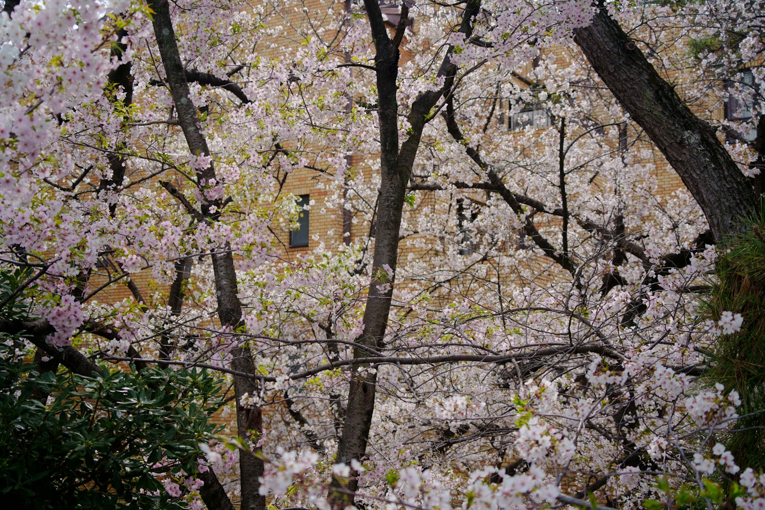 Árboles de cerezo en flor con un edificio al fondo