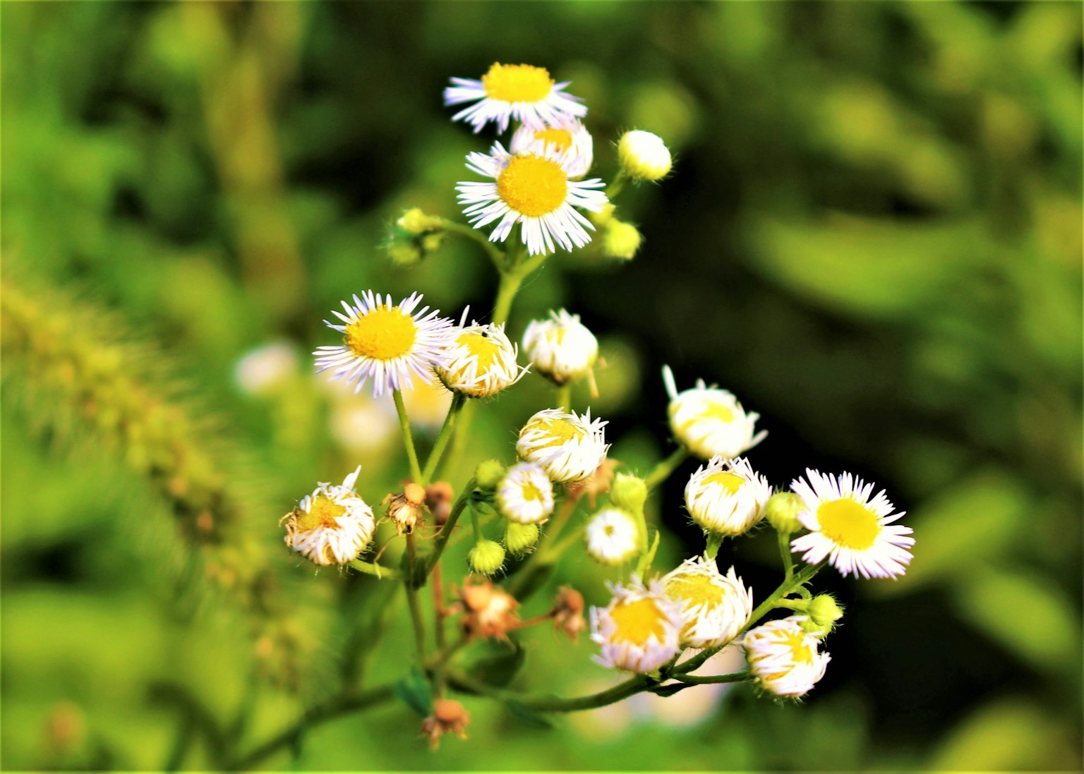 Groupe de petites fleurs sauvages avec des pétales blancs et des centres jaunes