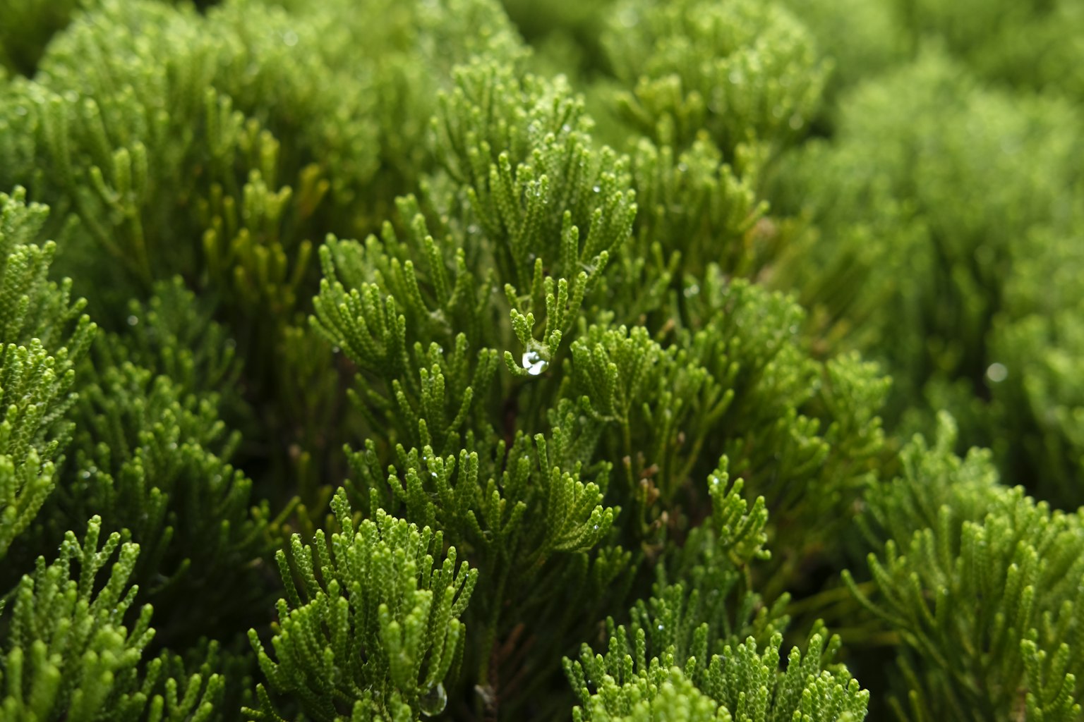 Gros plan d'une plante verte dense avec des gouttes d'eau sur les feuilles