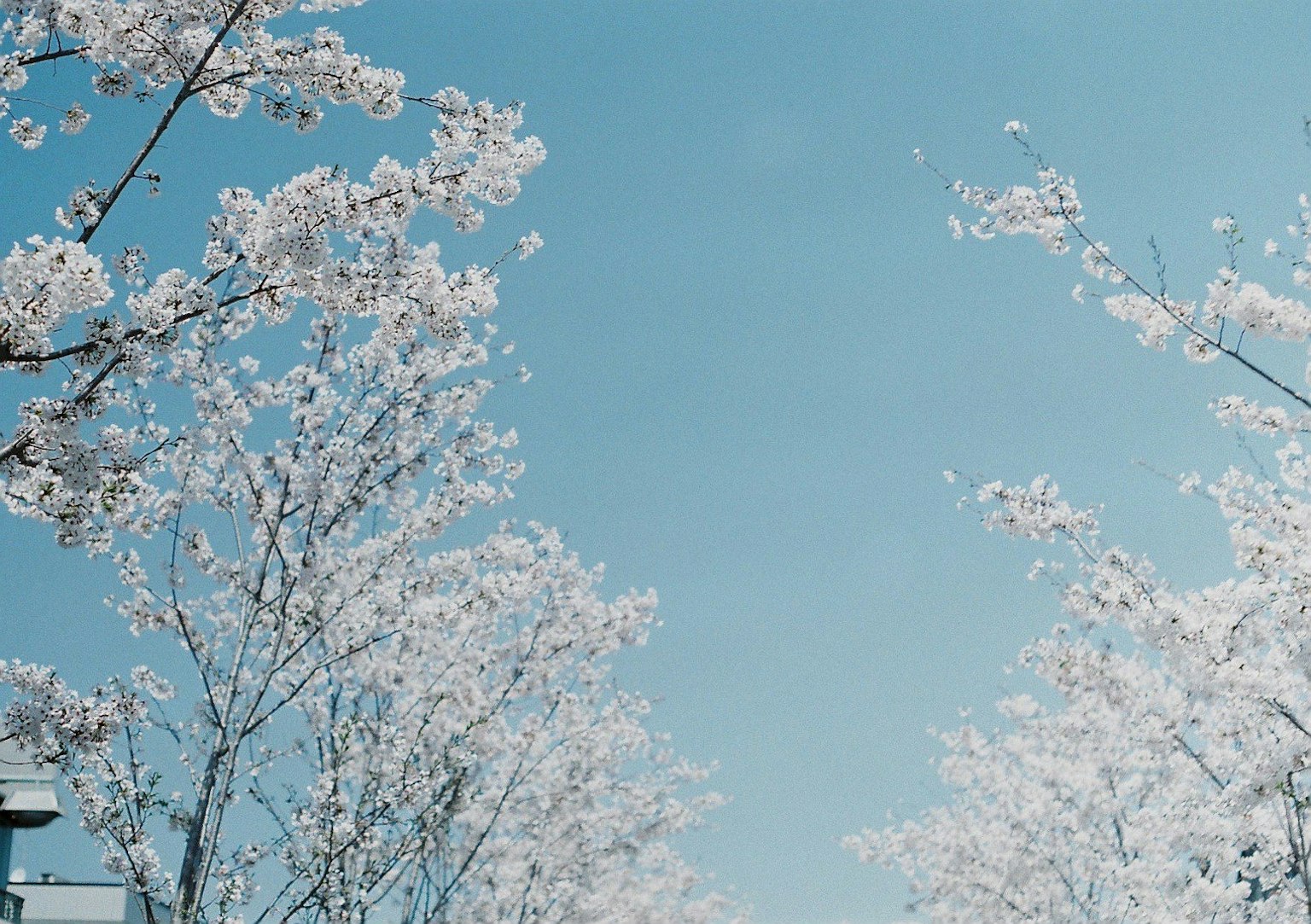 Cherry blossom trees blooming under a clear blue sky