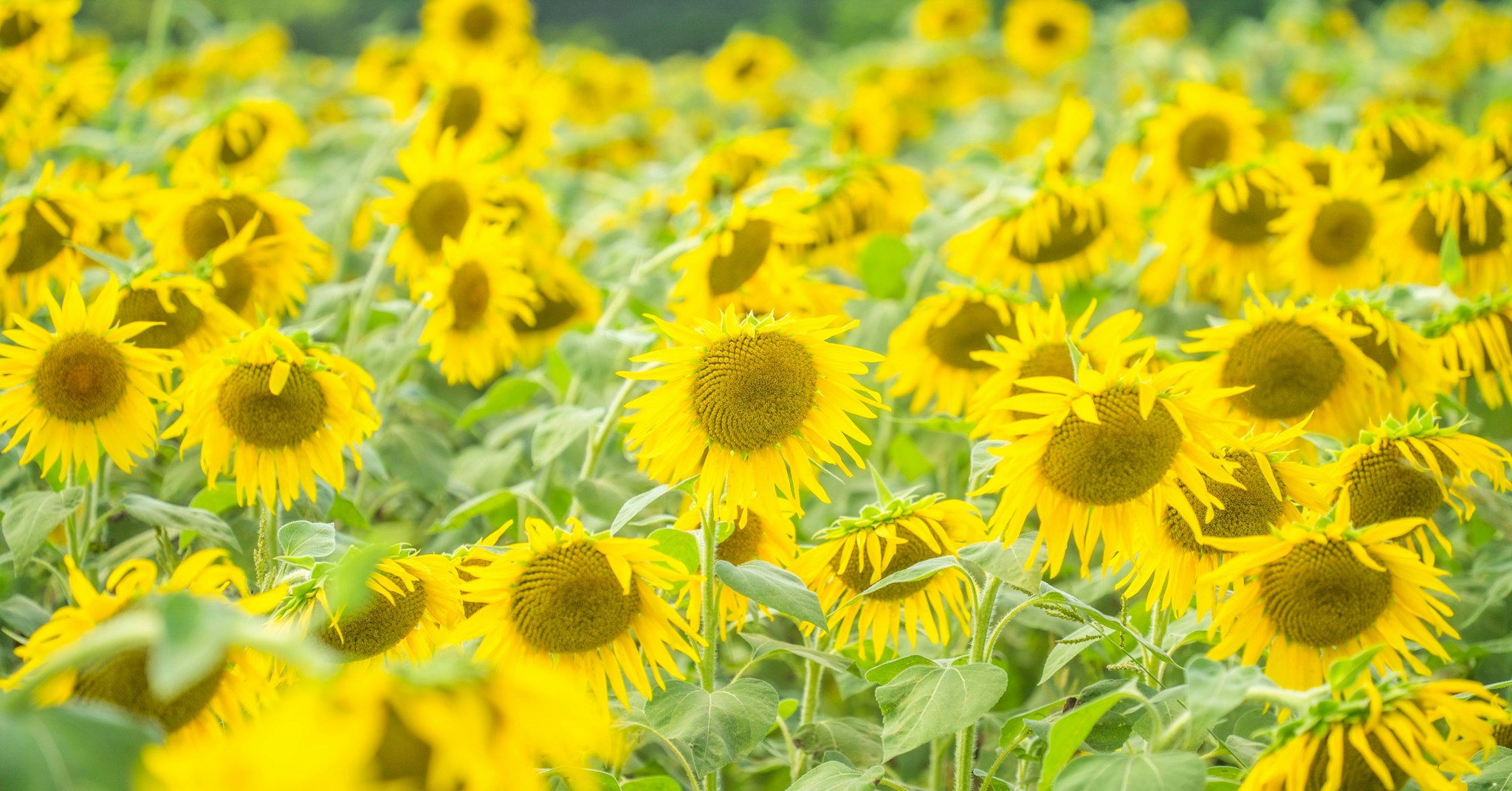 満開のヒマワリ畑の花々