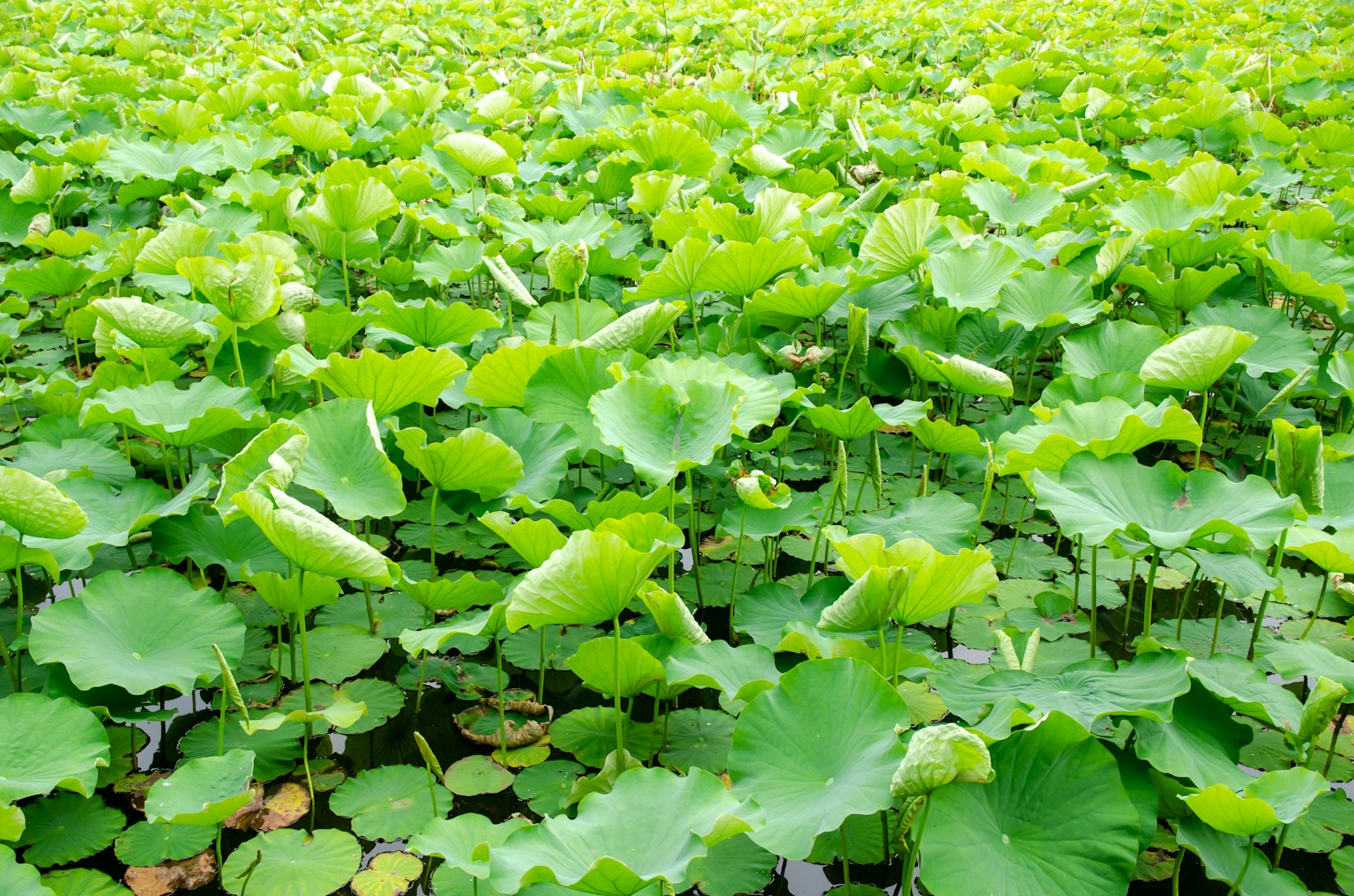 A lush green expanse of lotus leaves in a pond