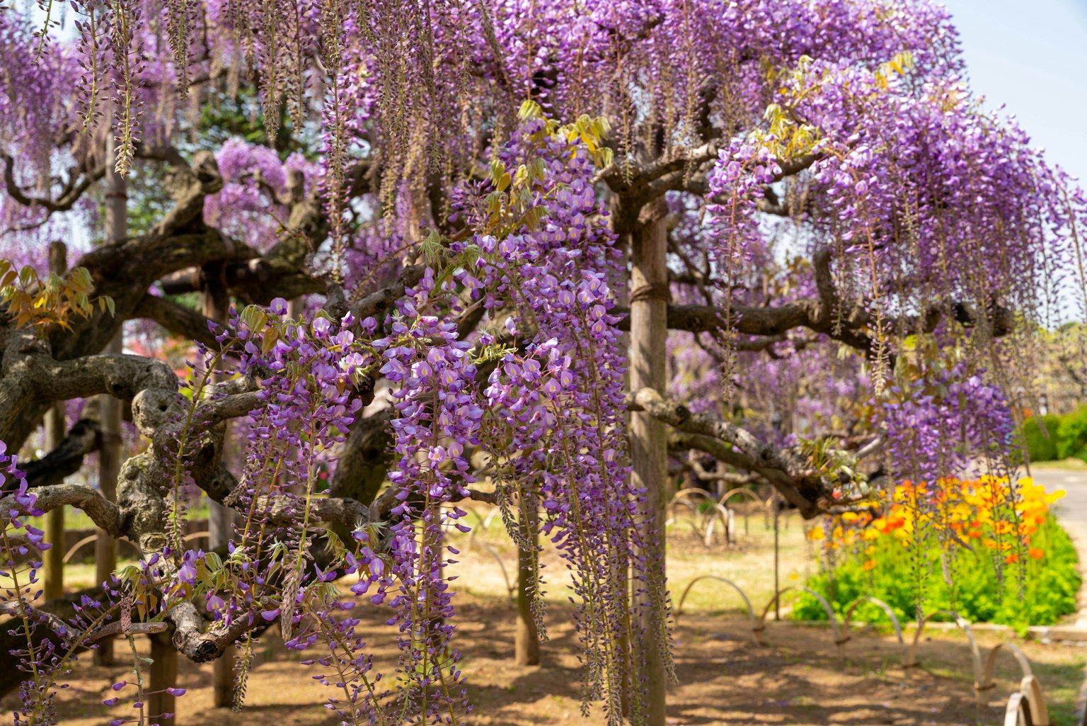 Un bel arbre de glycine avec des fleurs violettes