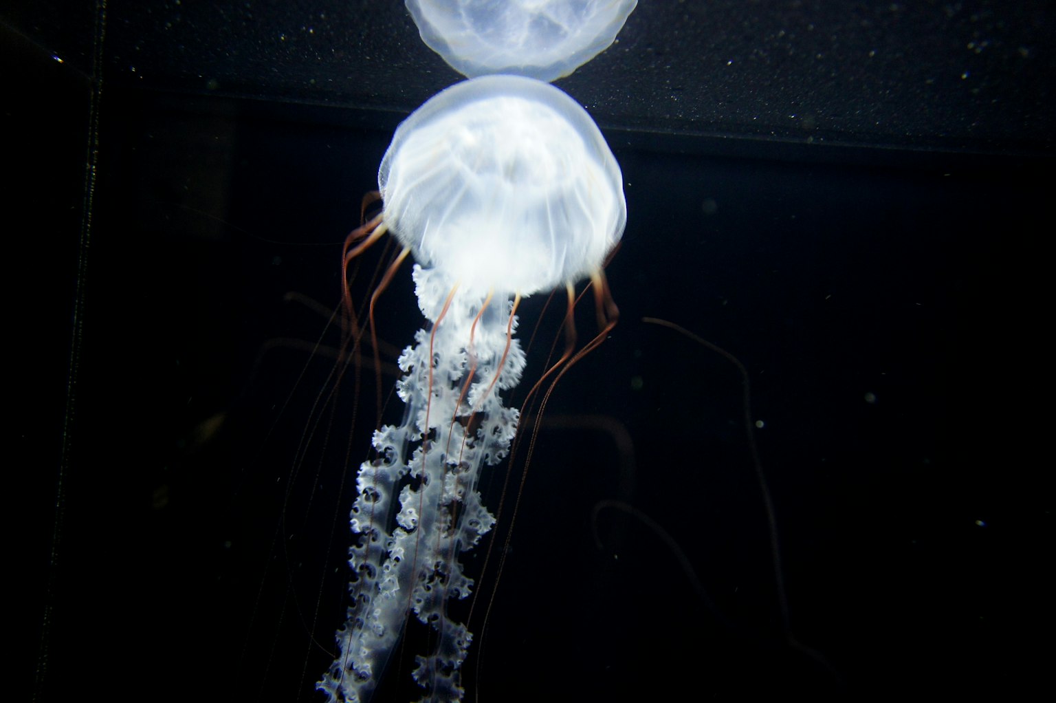 在黑暗的水族館背景下漂浮的透明水母的圖像