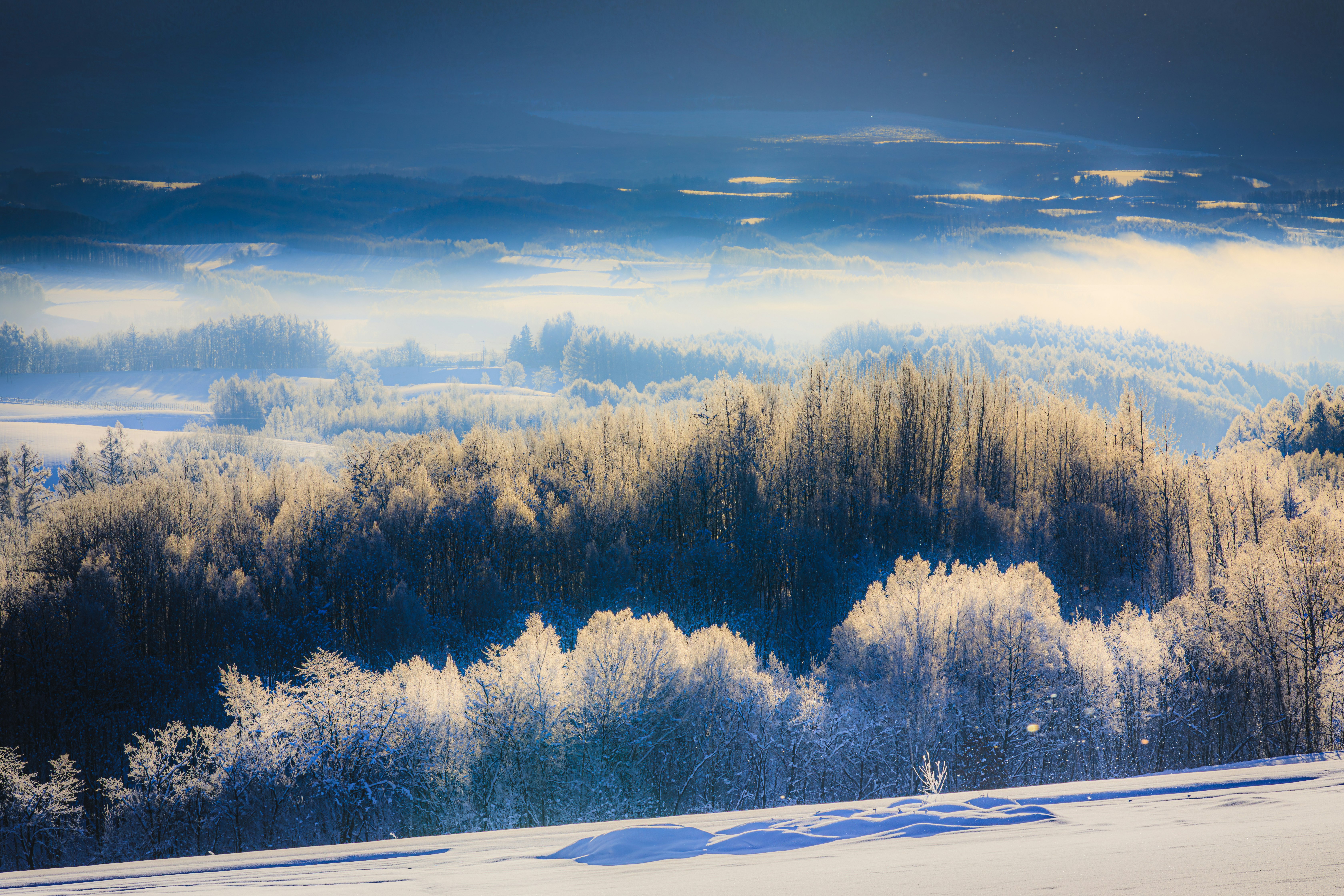 雪原と針葉樹の森が広がる冬の風景