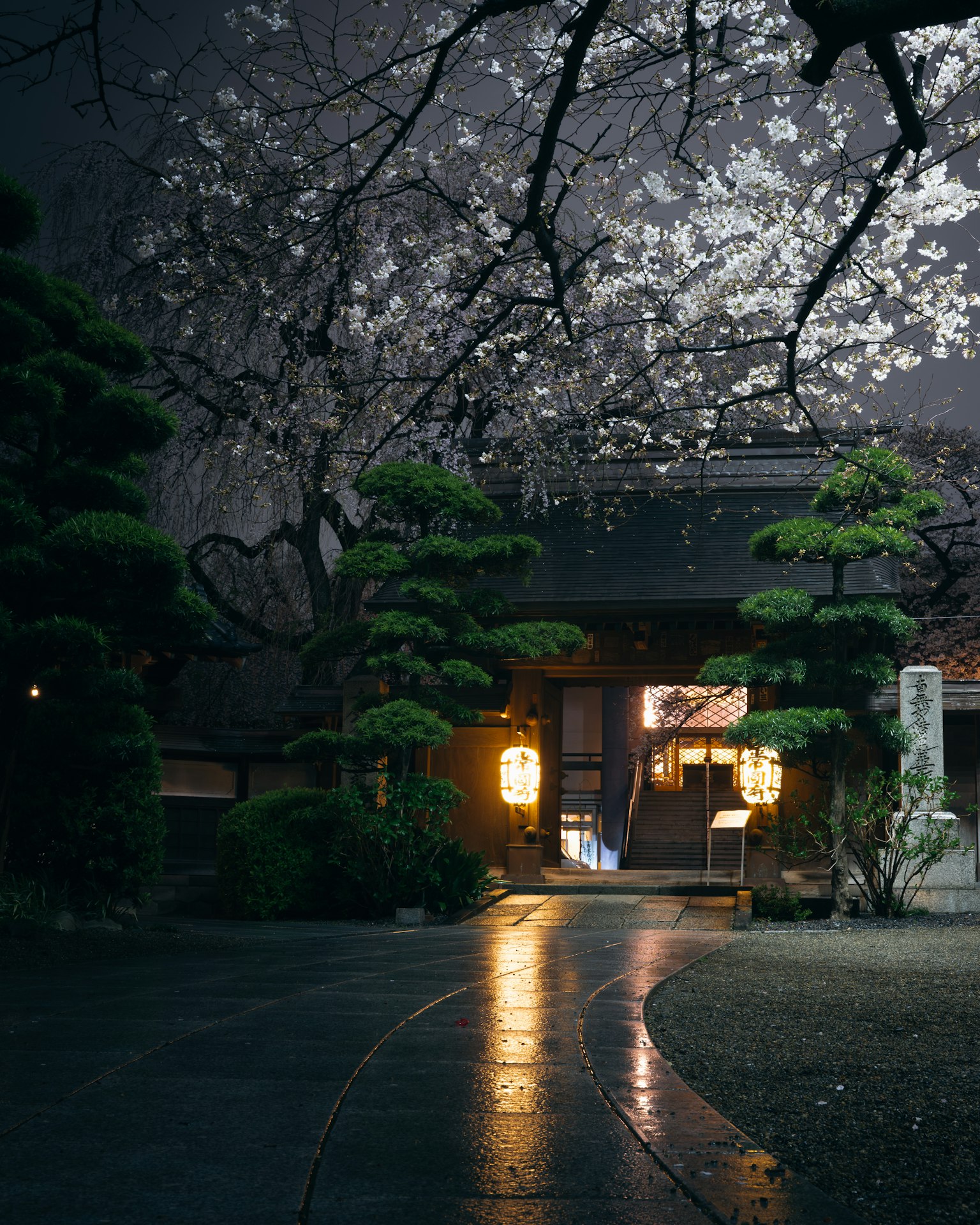 夜間櫻花樹下的傳統日本房屋前的曲折小路