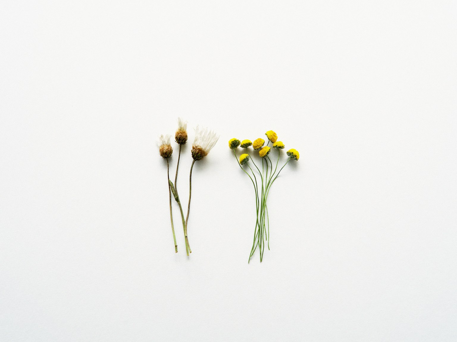 Two types of flower stems arranged on a white background