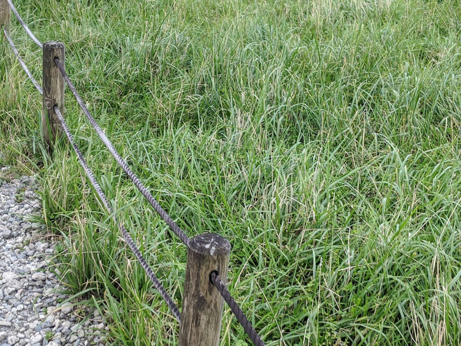 Lush green grass landscape with wooden fence