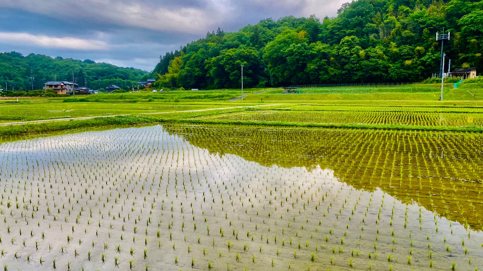 Campos de arroz pintorescos reflejando la vegetación bajo un cielo nublado