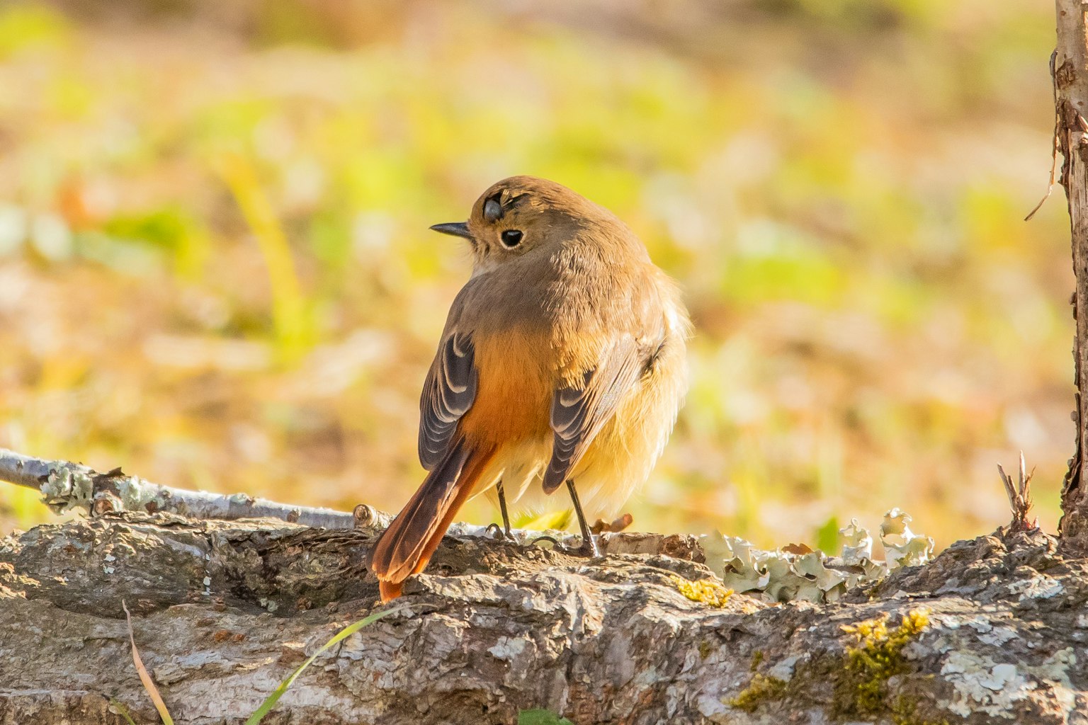 Un petit oiseau perché sur une branche avec des plumes orange et brunes sur le dos arrière-plan naturel flou