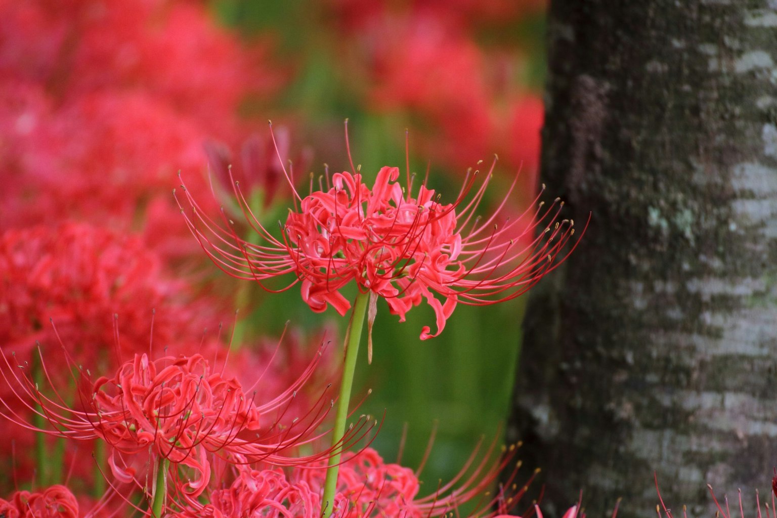 Un grupo de lirios araña rojos floreciendo cerca de un tronco de árbol