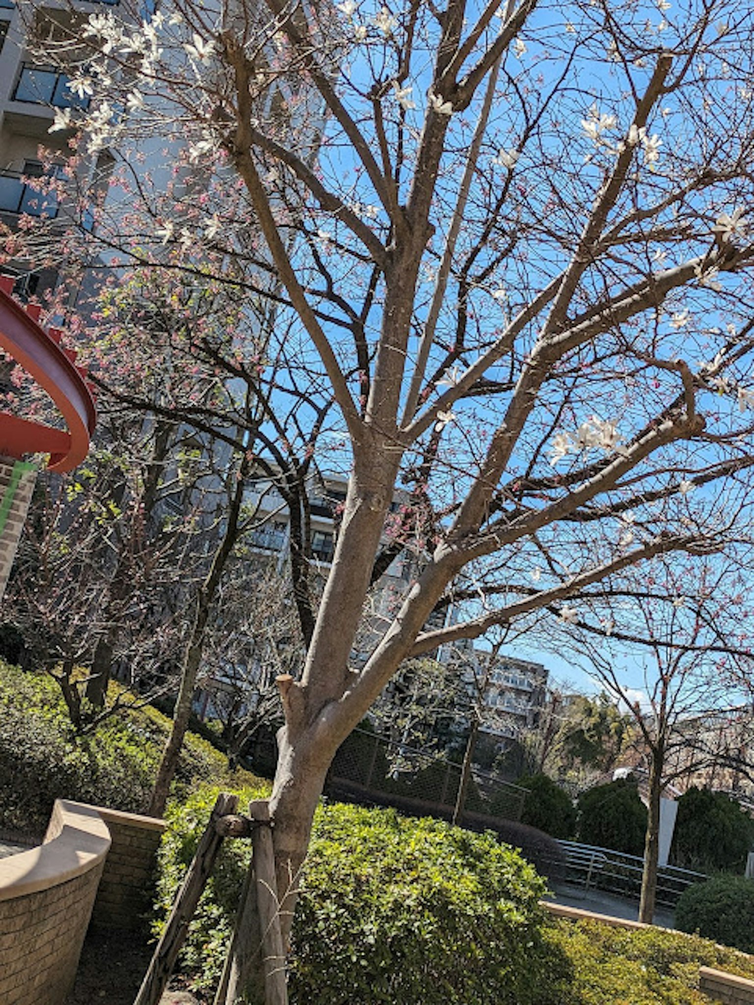 春の桜の木と青空の背景