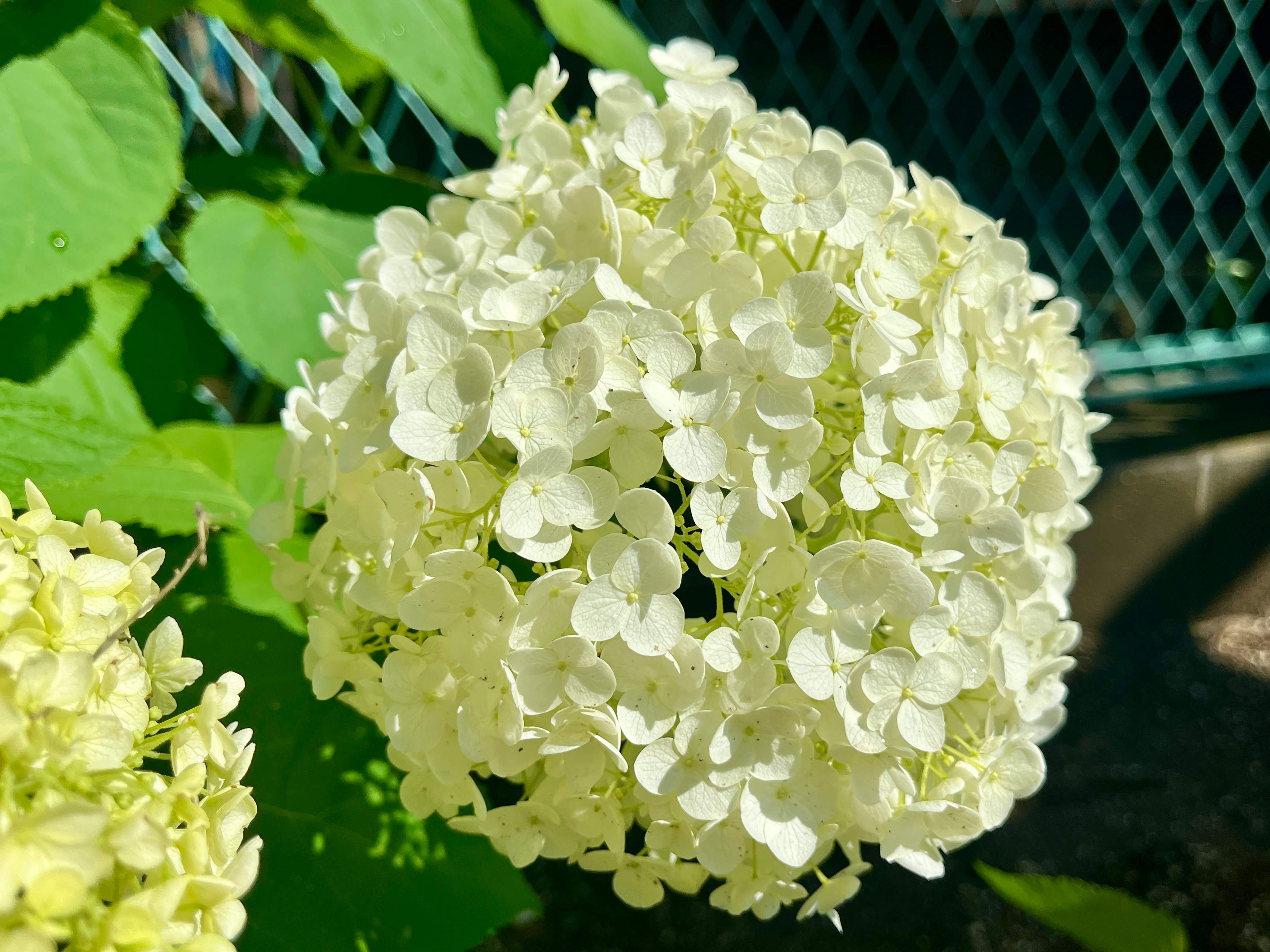 緑の葉に囲まれた白いアジサイの花