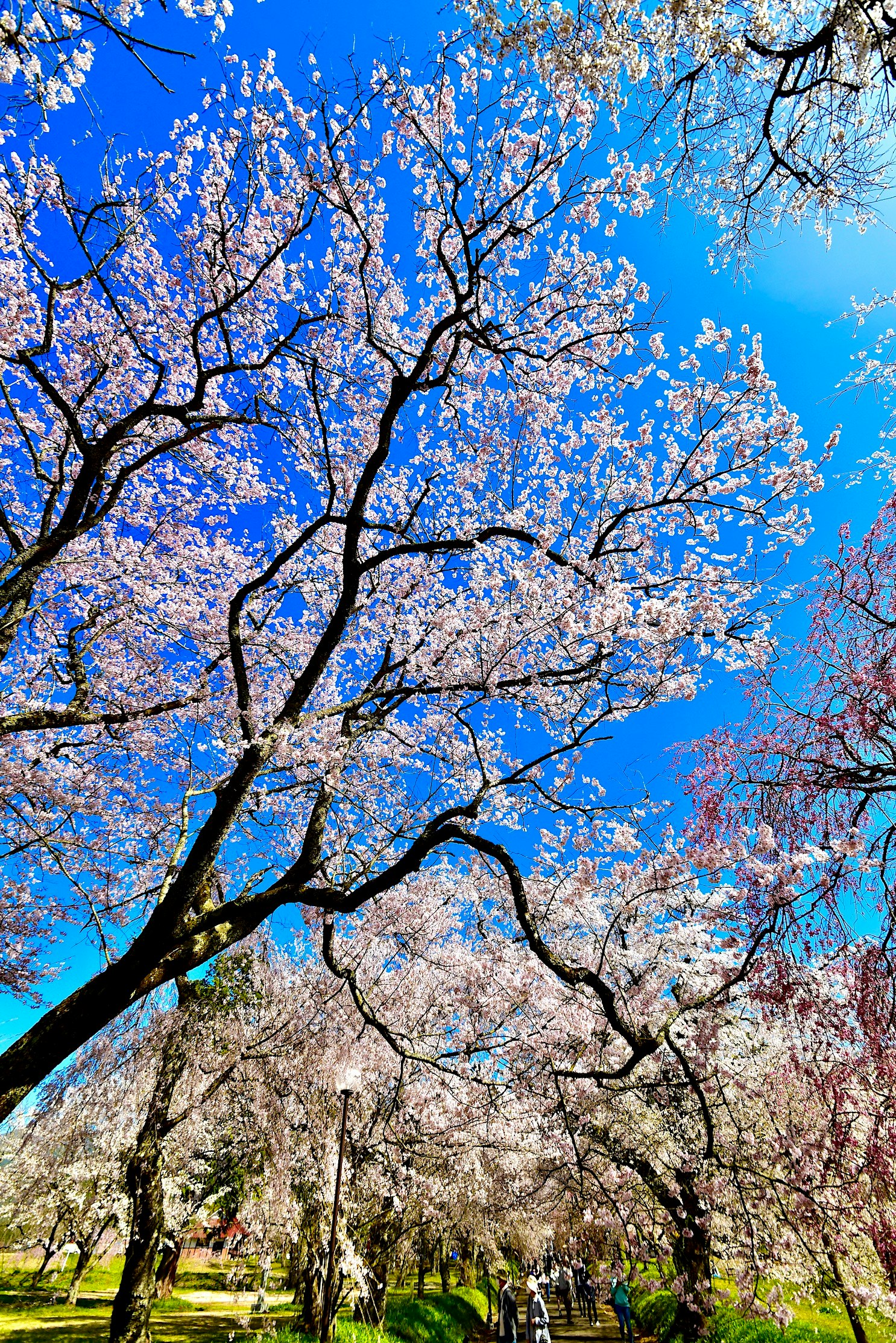青空の下で咲き誇る桜の並木
