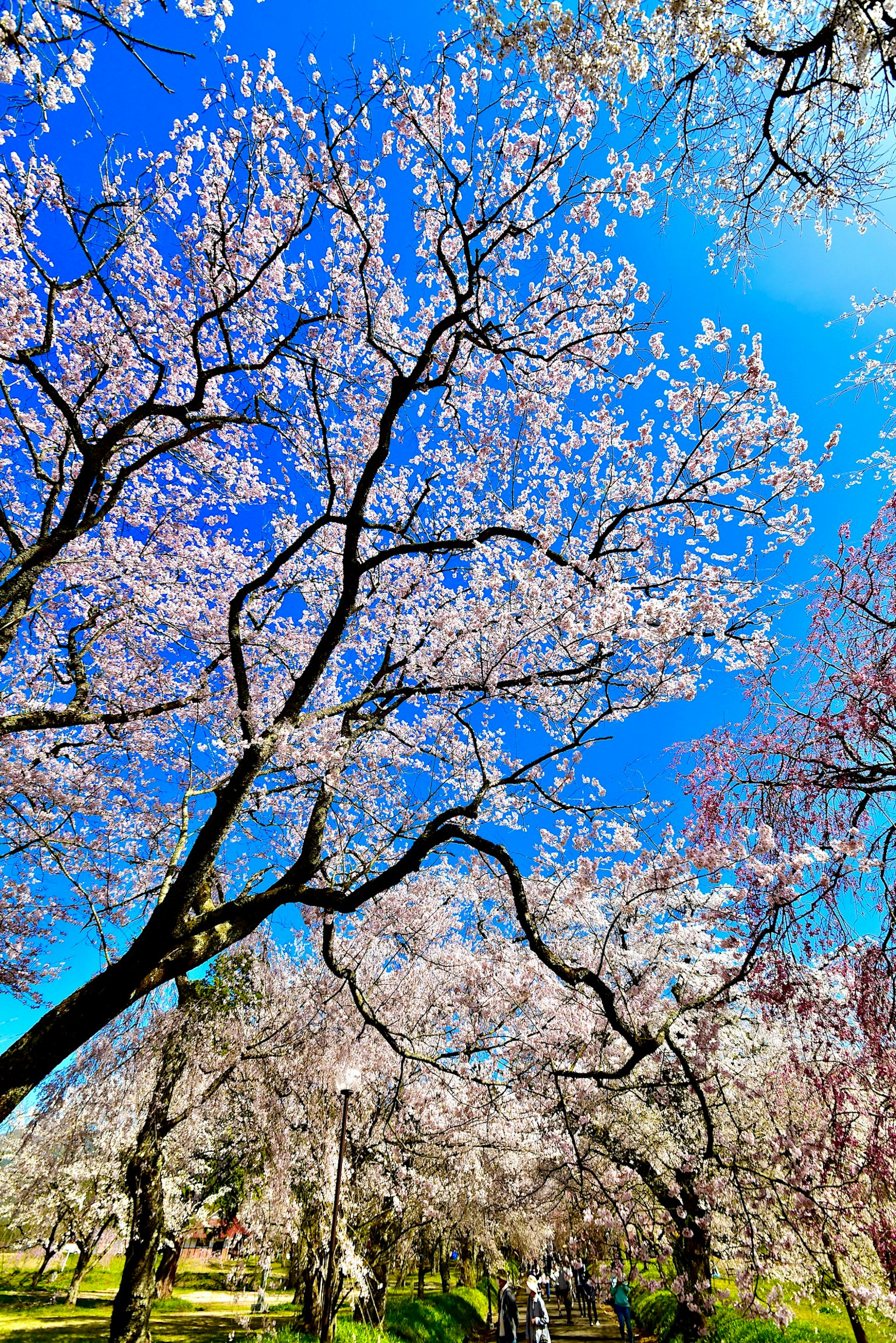 Pemandangan indah pohon sakura di bawah langit biru