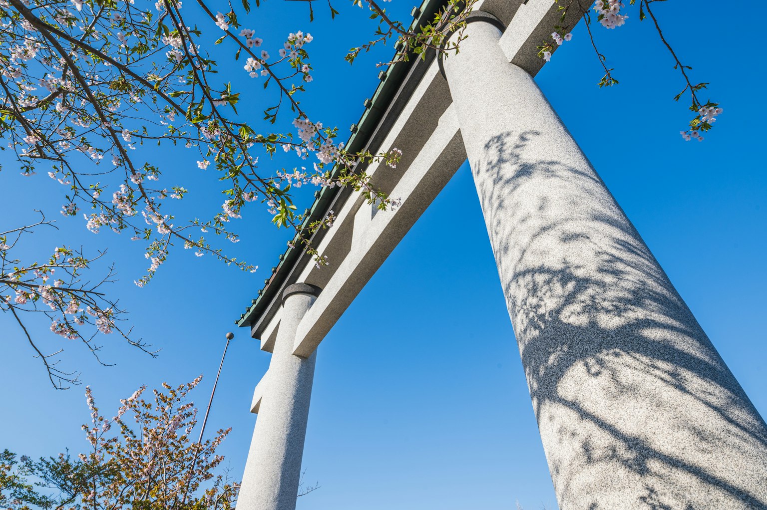 Colonne bianche sotto un cielo blu con fiori di ciliegio
