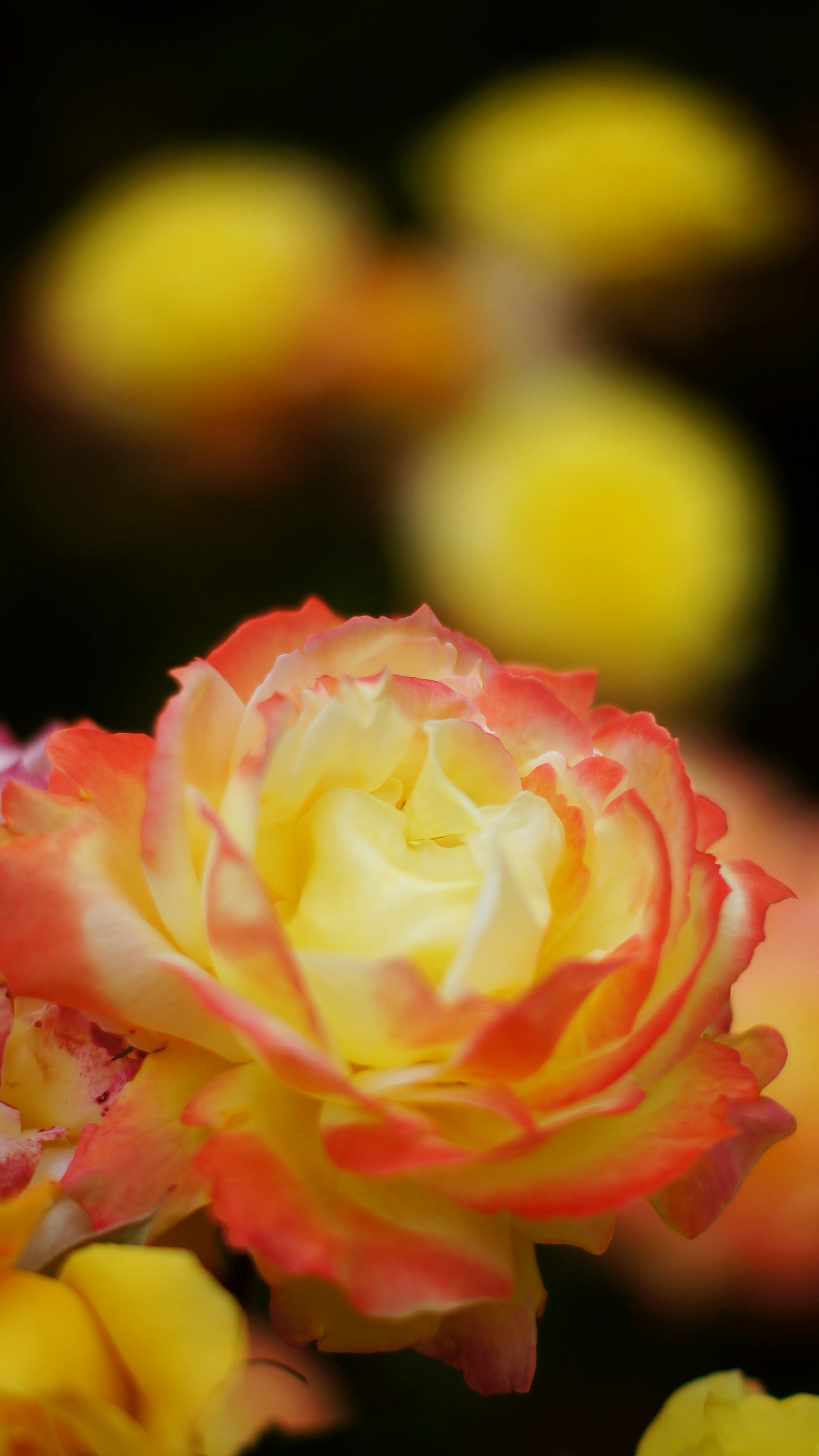 흐릿한 배경의 아름다운 노란색과 주황색 꽃 클로즈업