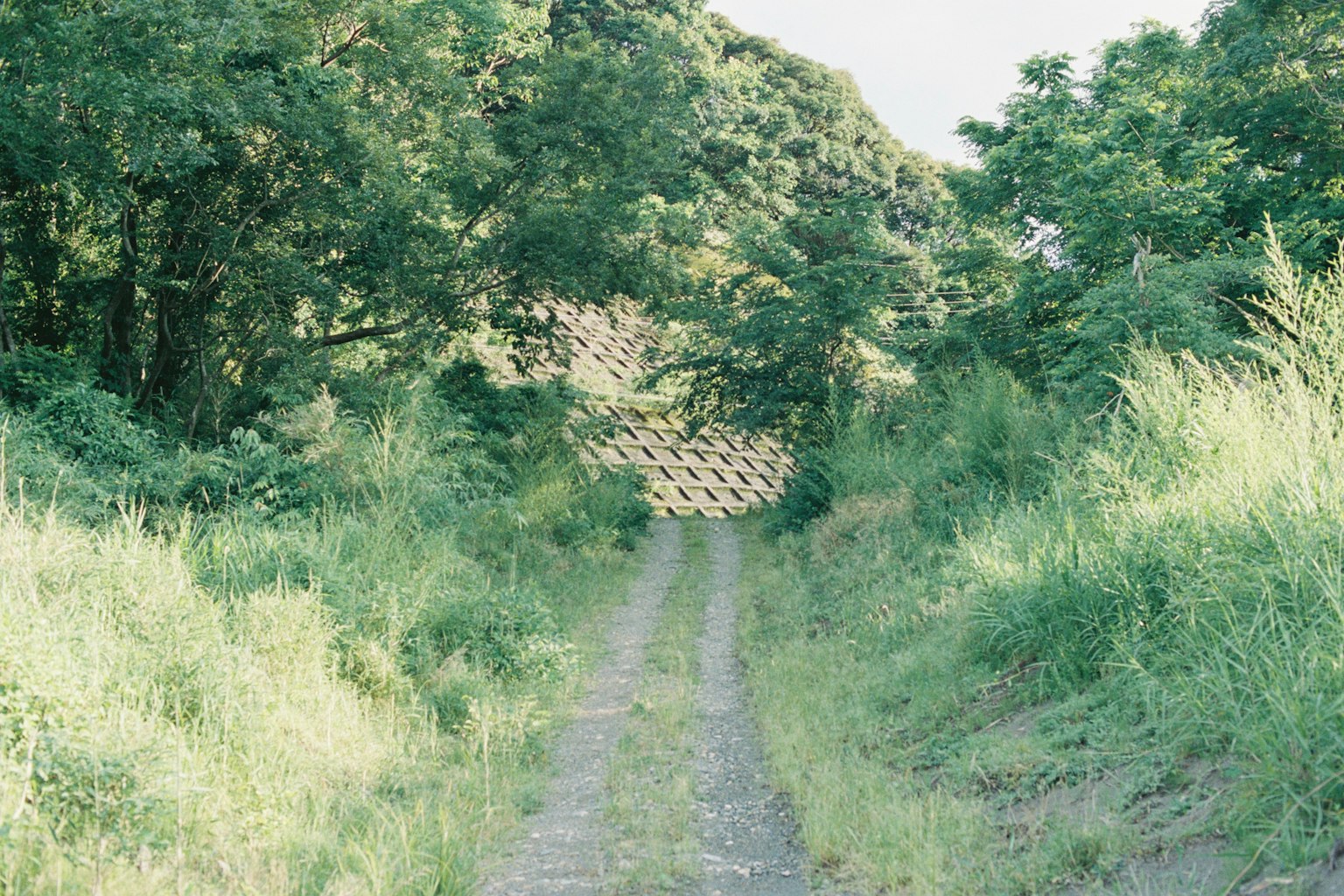 Scenic pathway surrounded by green trees with tall grass on both sides