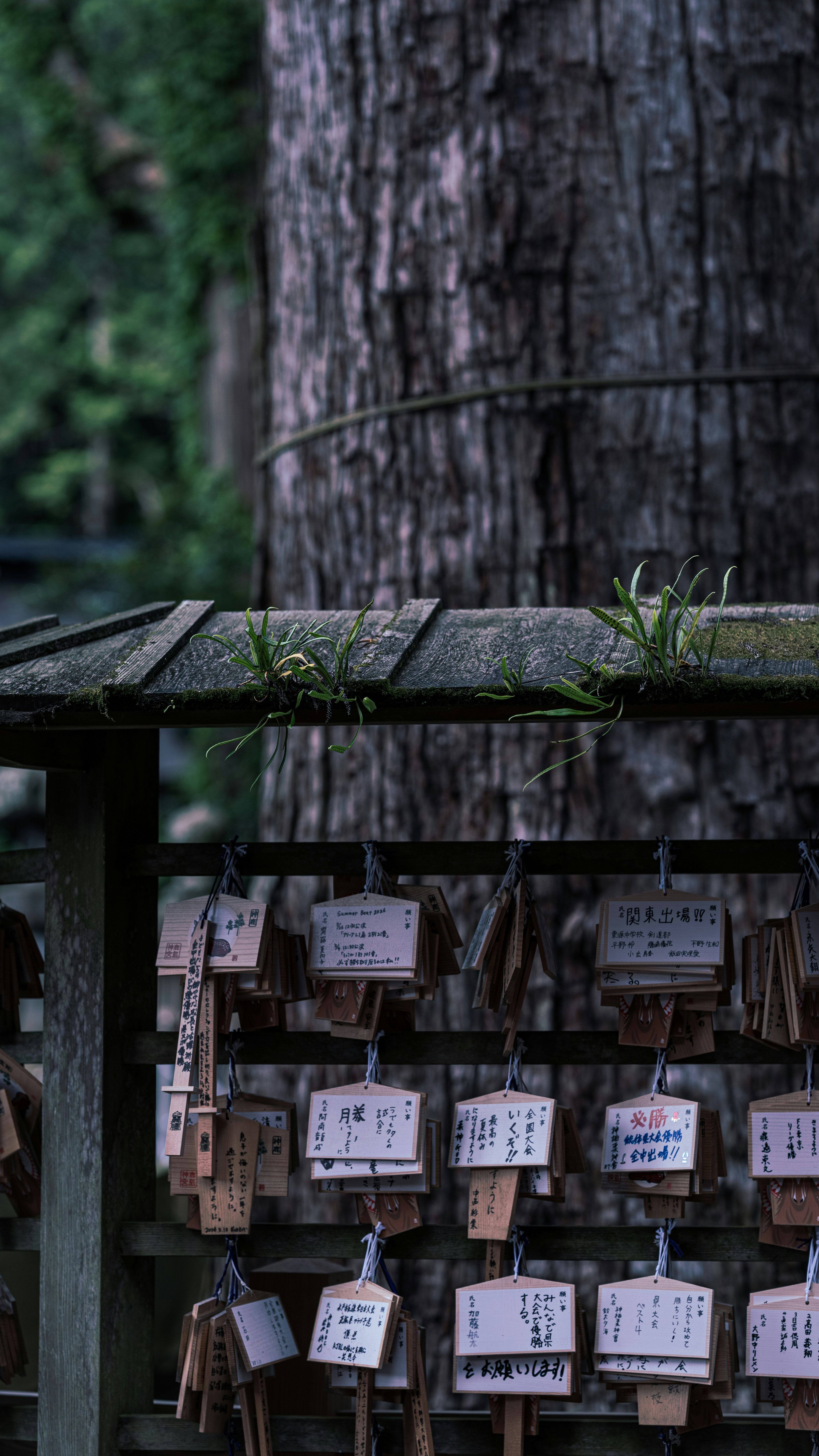 木の板と小さな絵馬が並ぶ神社の奉納棚