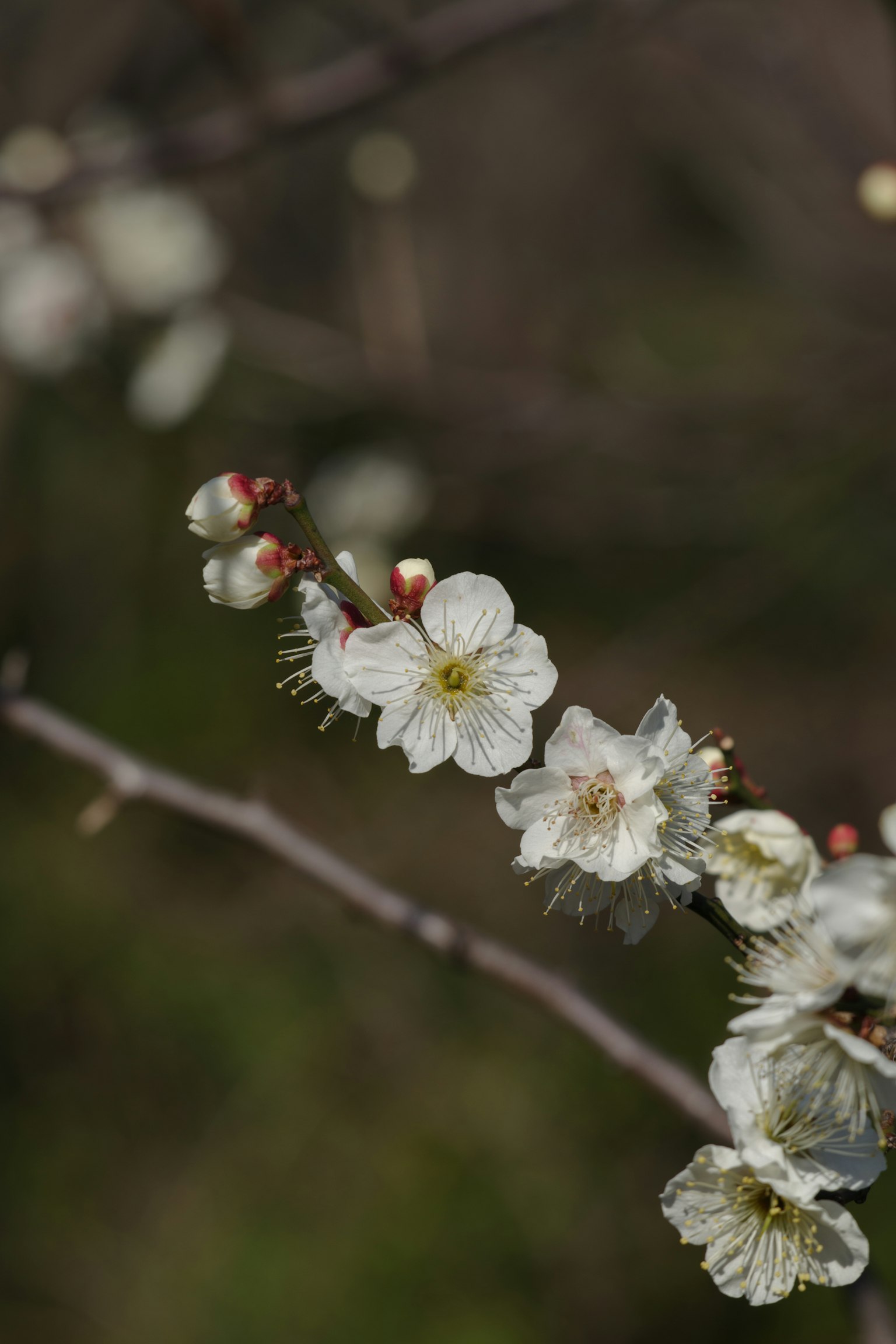 Nahaufnahme eines Zweigs mit blühenden weißen Blumen