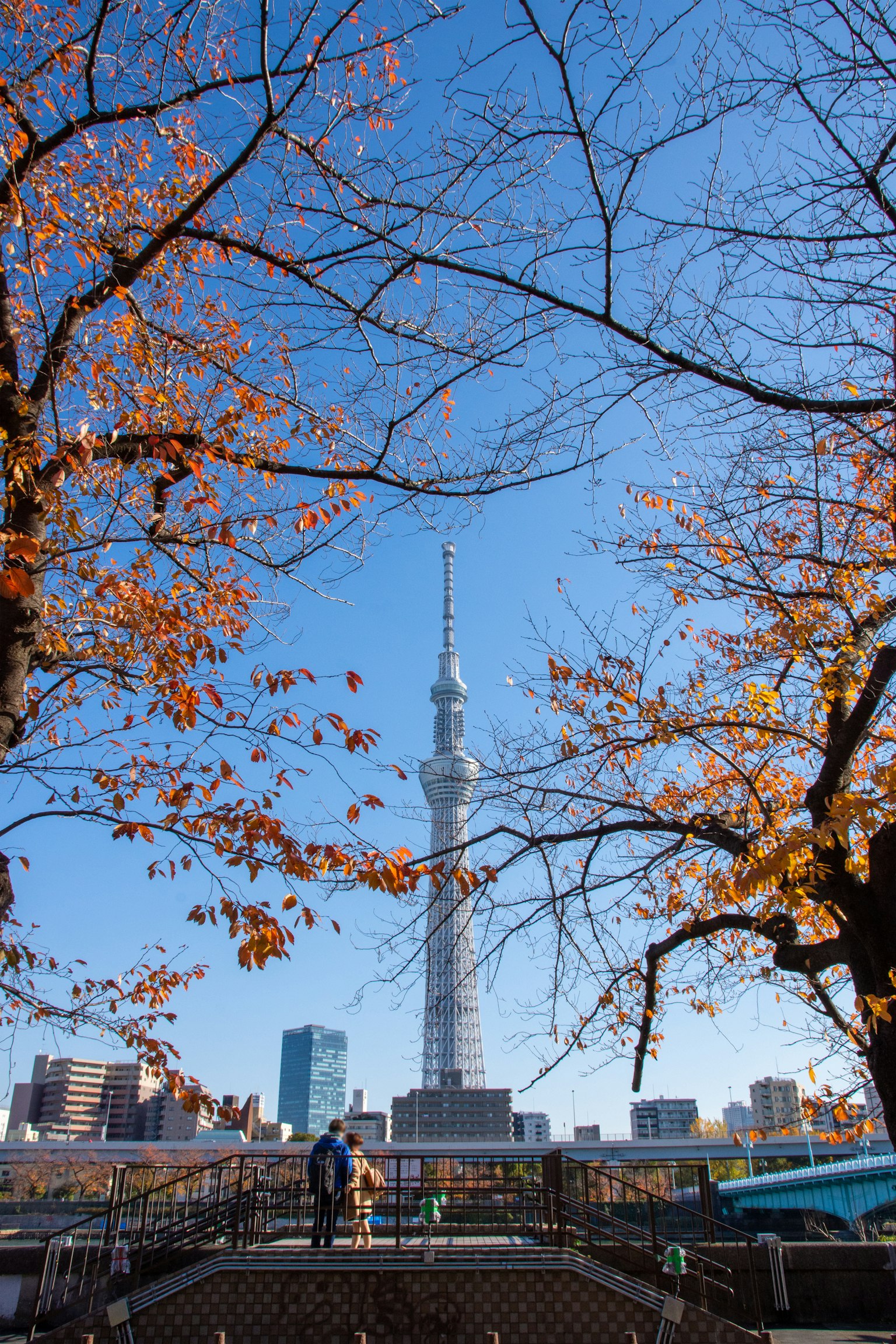 Tokyo Skytree được bao quanh bởi cây mùa thu