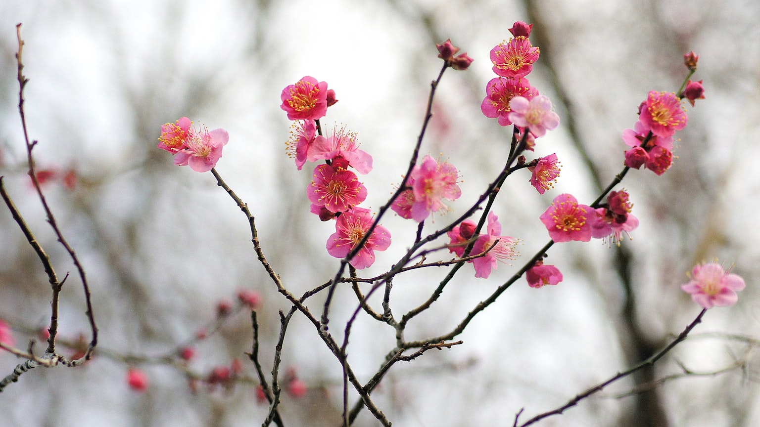 Gros plan de délicates fleurs de prunier roses sur des branches
