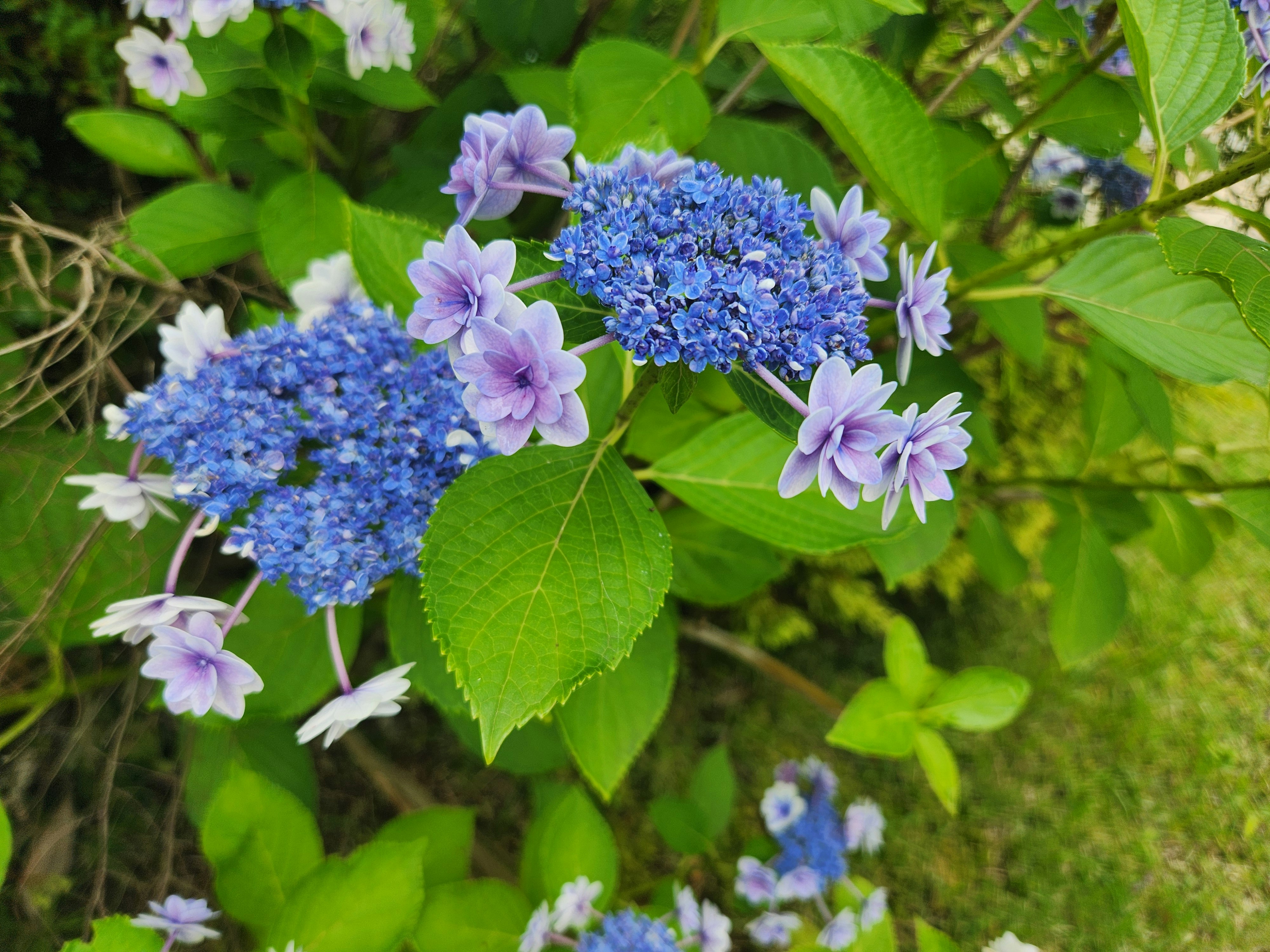 紫陽花の花と青い花房のクローズアップ