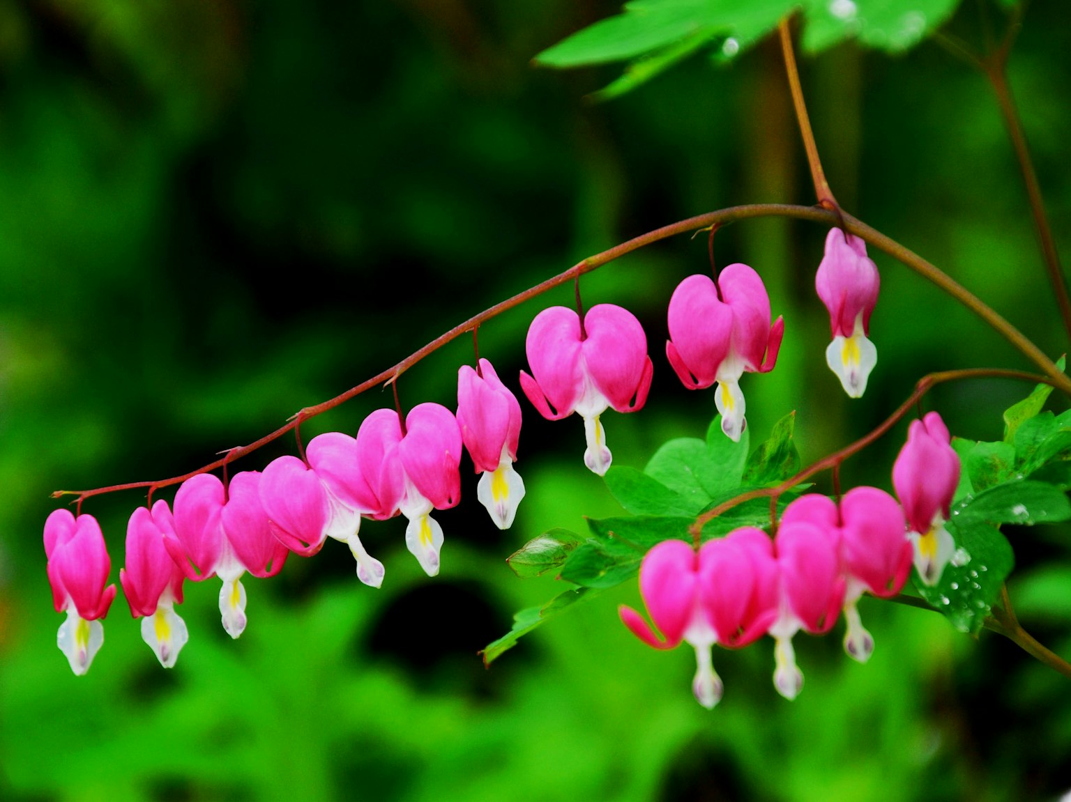 กิ่งไม้ที่มีดอกไม้สีชมพูรูปหัวใจบนพื้นหลังสีเขียว
