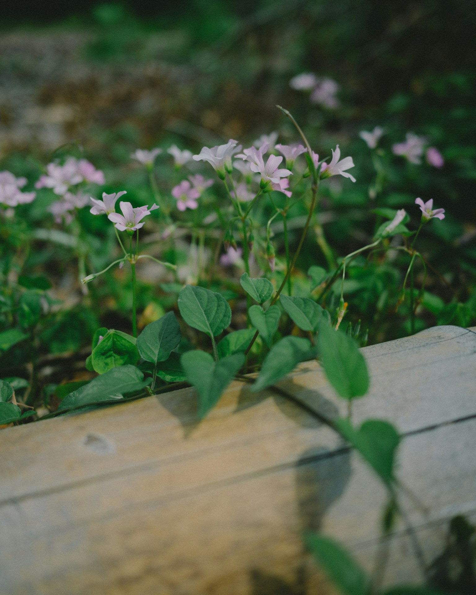 Fleurs roses délicates et feuilles vertes poussant sur une bûche en bois