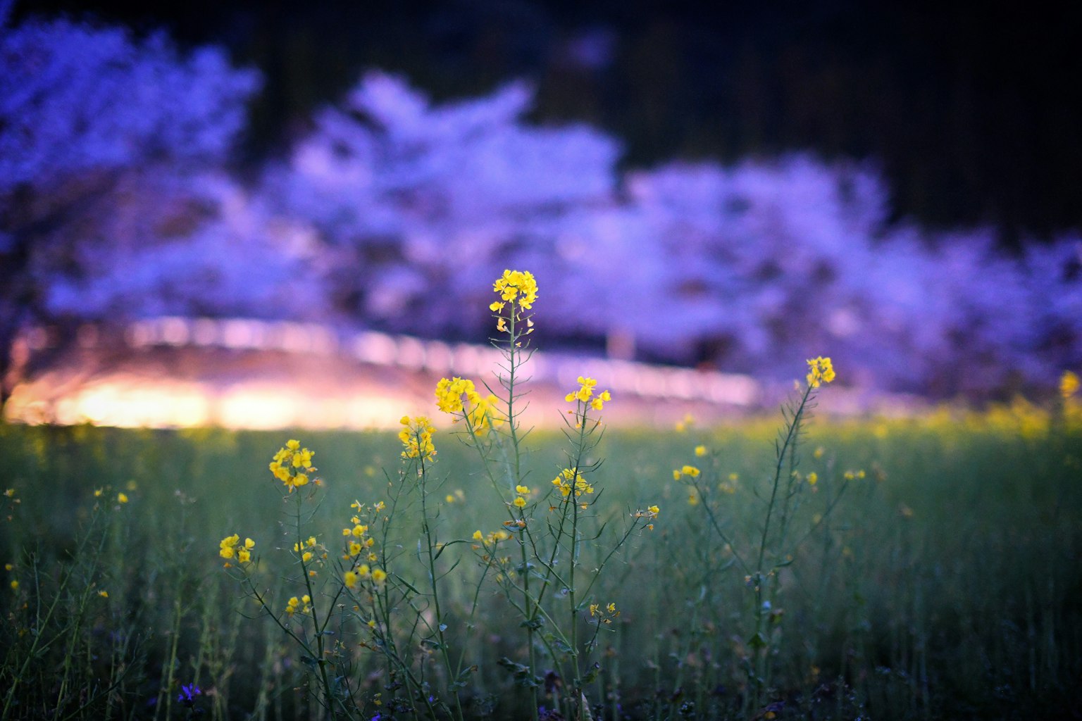 春天田野中的黄色花朵与紫色樱花树