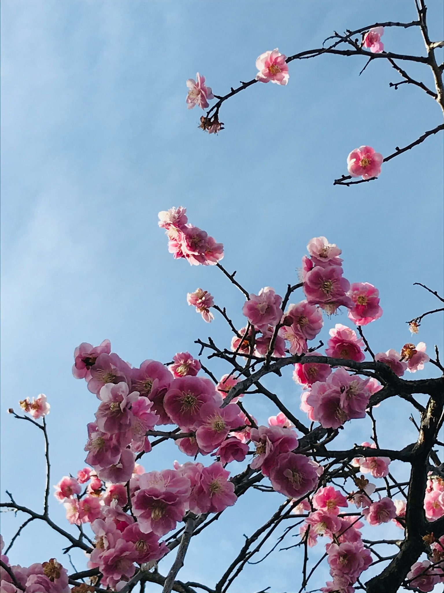 蓝天背景下的樱花枝条和粉色花朵