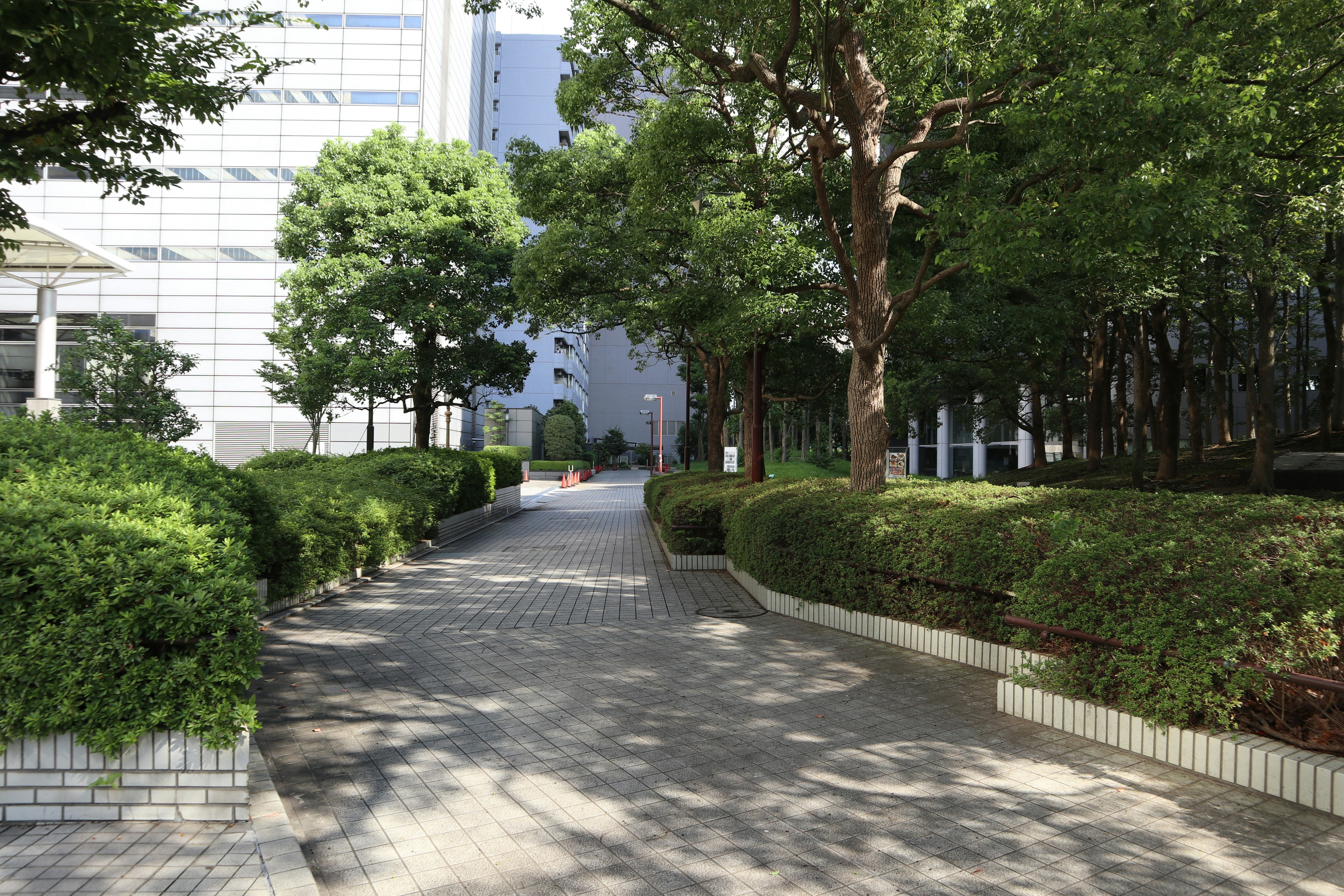 校园林荫步道