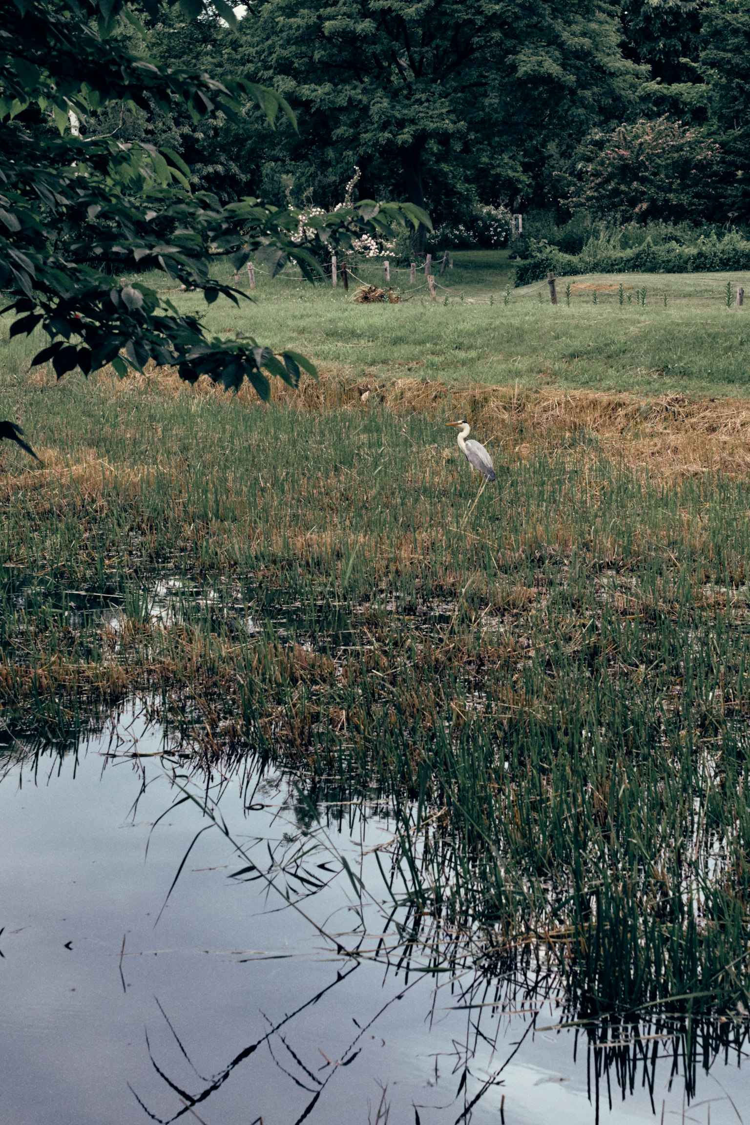 A white heron standing in wetland with calm water surface