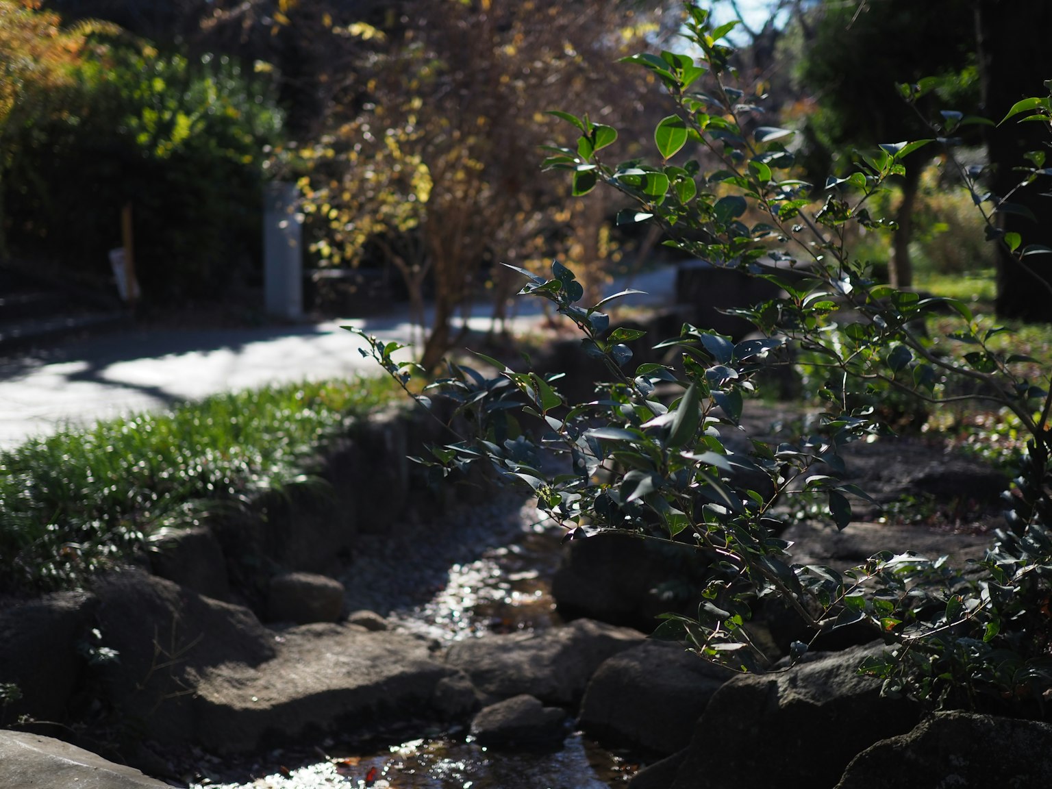 Garten mit grünen Pflanzen und einem kleinen Bach über Steinen