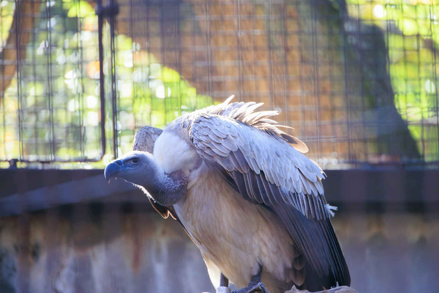 Ein großköpfiger Geier breitet seine Flügel in einem Freigehege aus