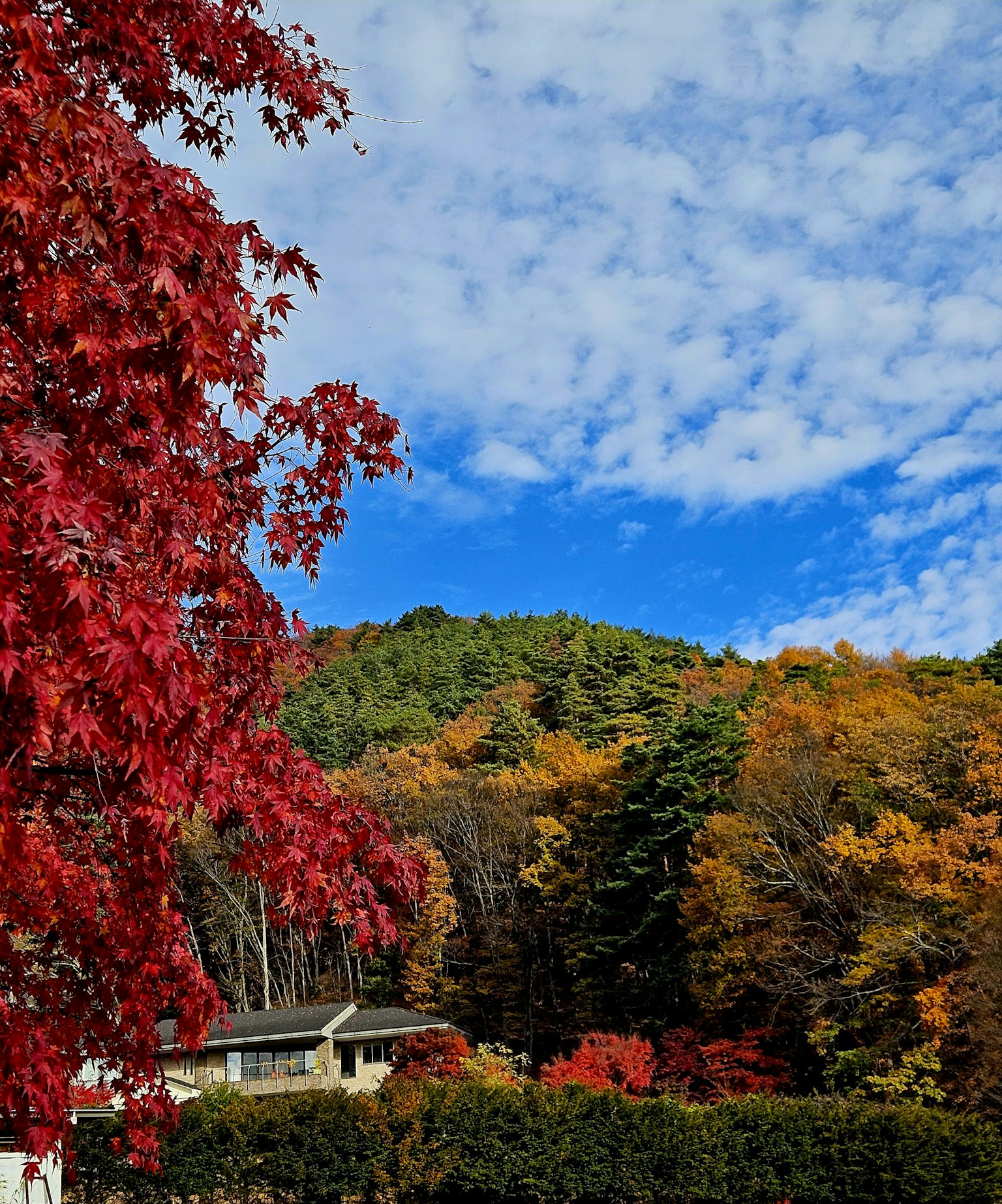 Herbstlandschaft mit lebhaften roten Blättern und blauem Himmel