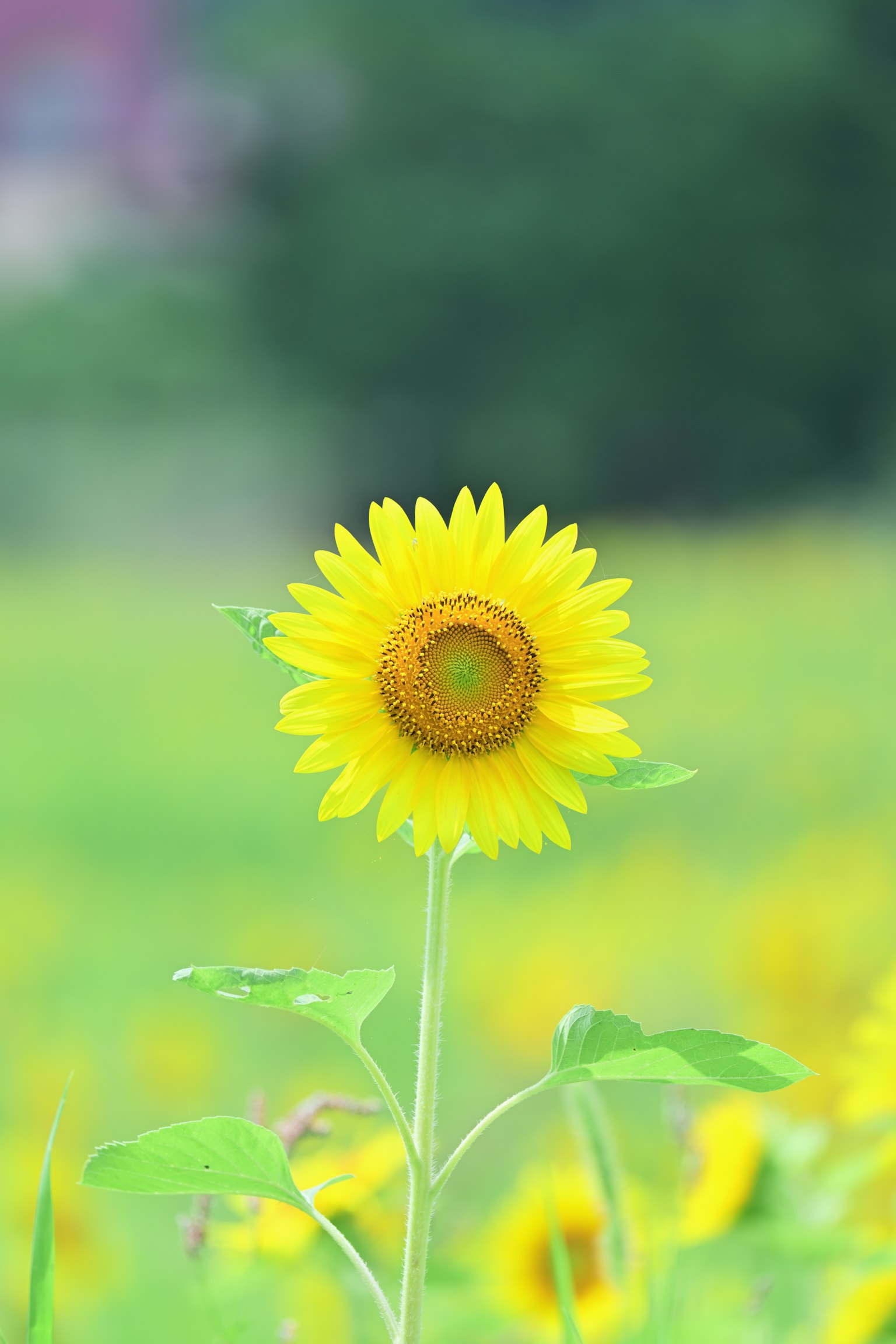 Eine leuchtend gelbe Sonnenblume vor einem grünen Hintergrund