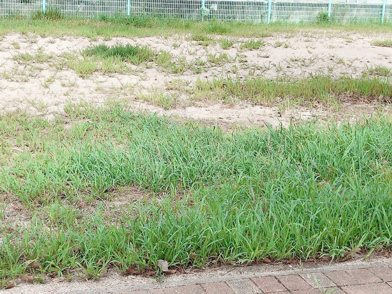 Paisaje con hierba verde y suelo desnudo