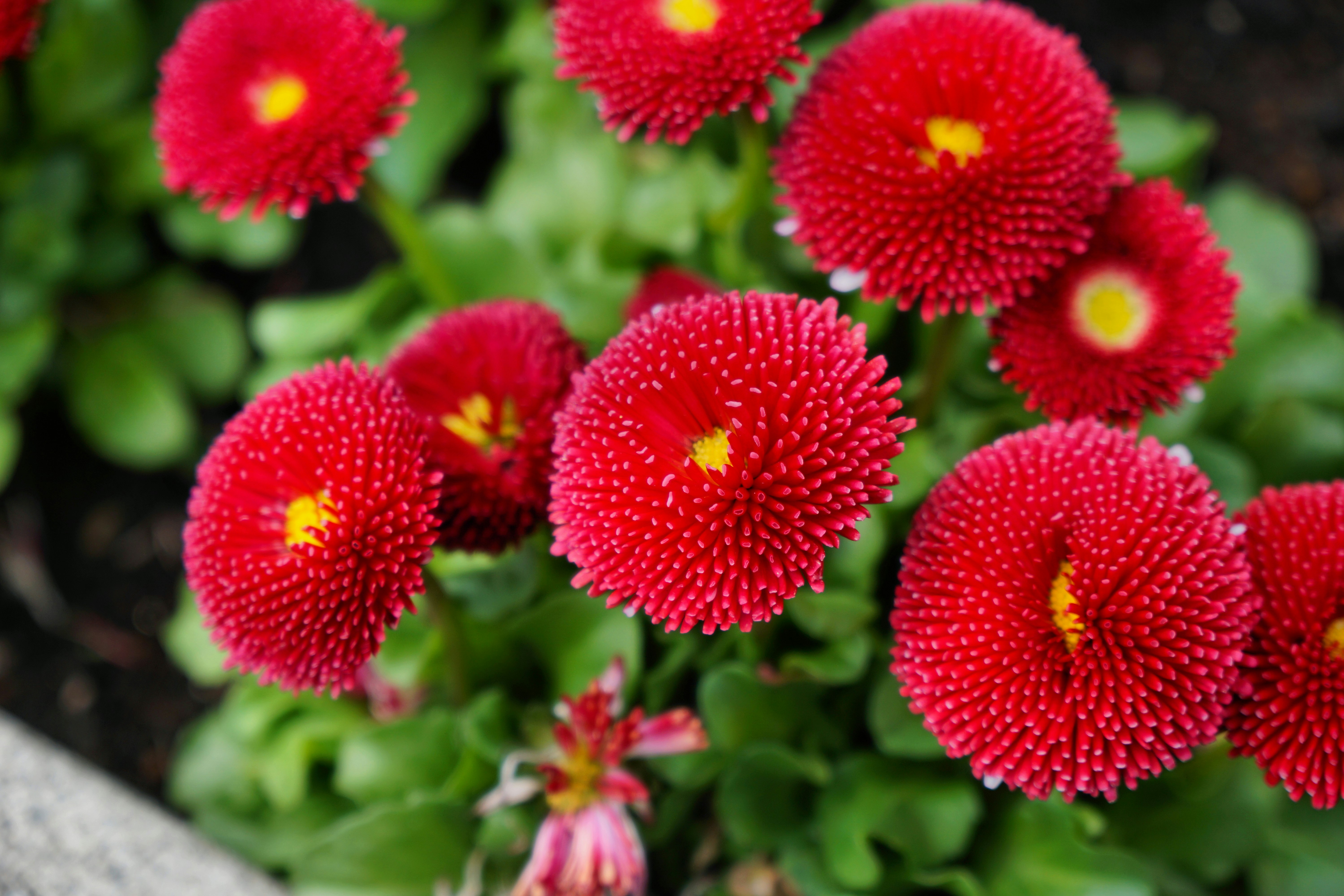 赤い花が咲いている緑の葉の植物のクローズアップ