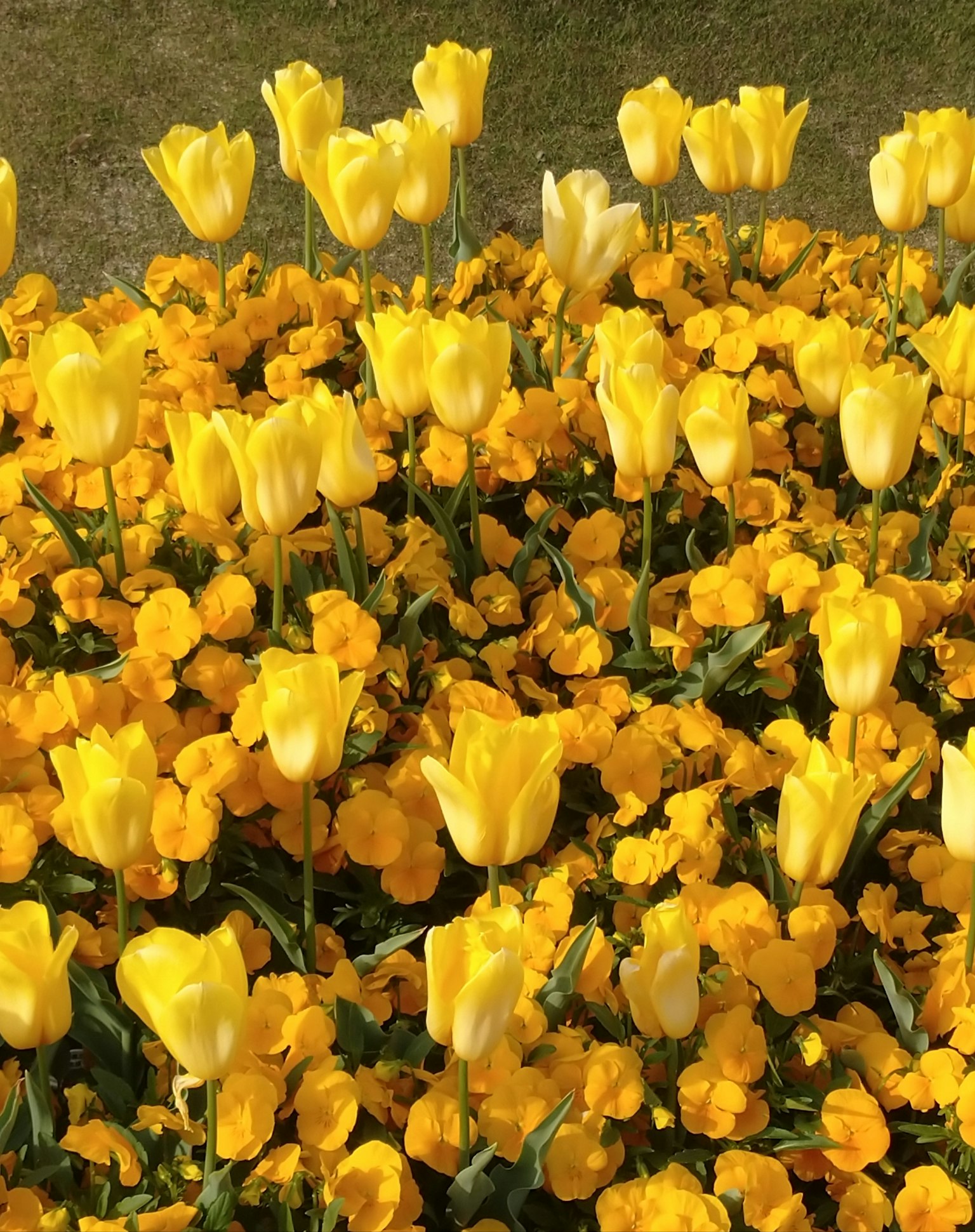 Aiola vibrante con tulipani gialli e viole gialle