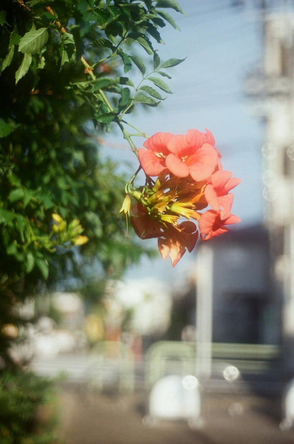 窓辺に咲くピンクの花と緑の葉