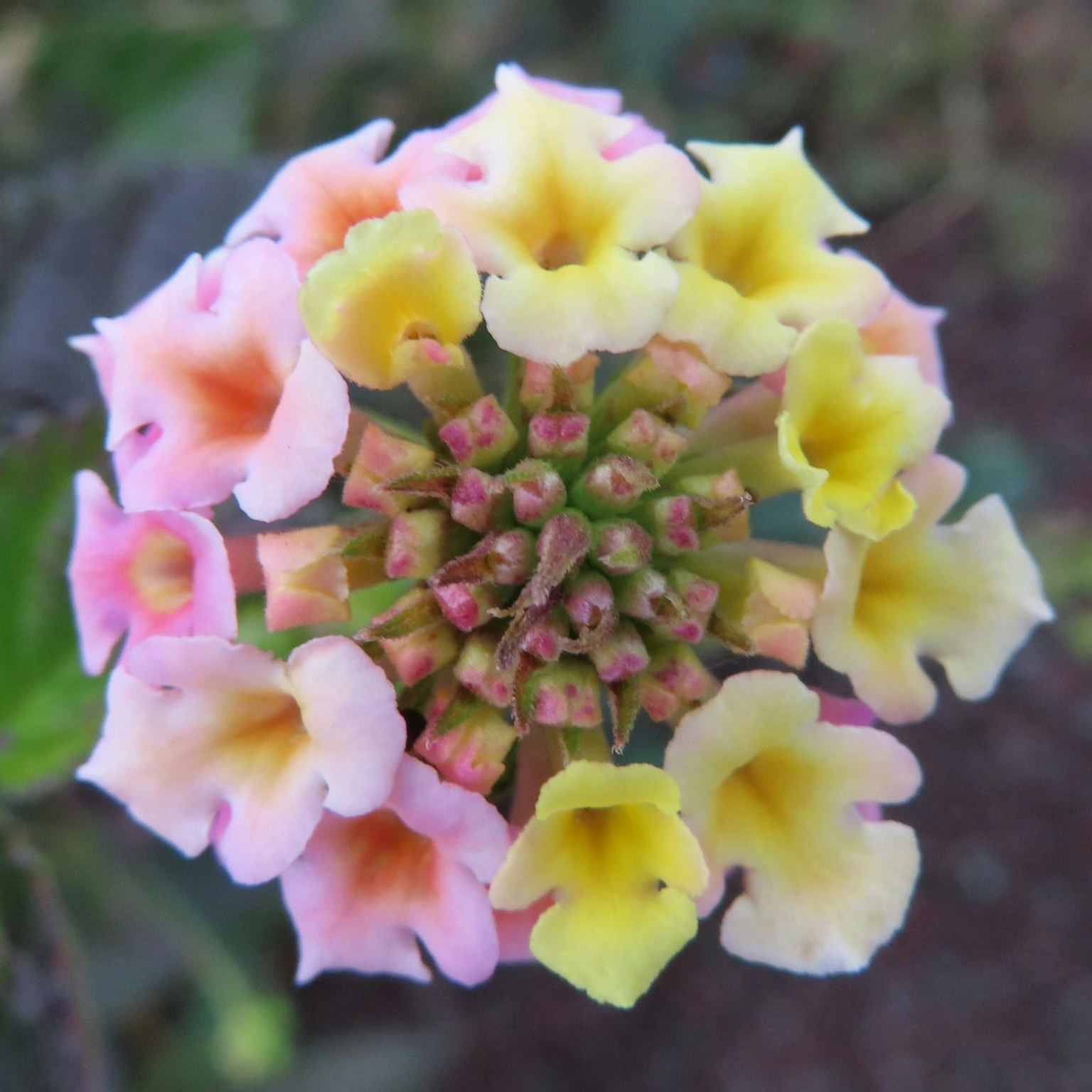 Cận cảnh hoa Lantana rực rỡ