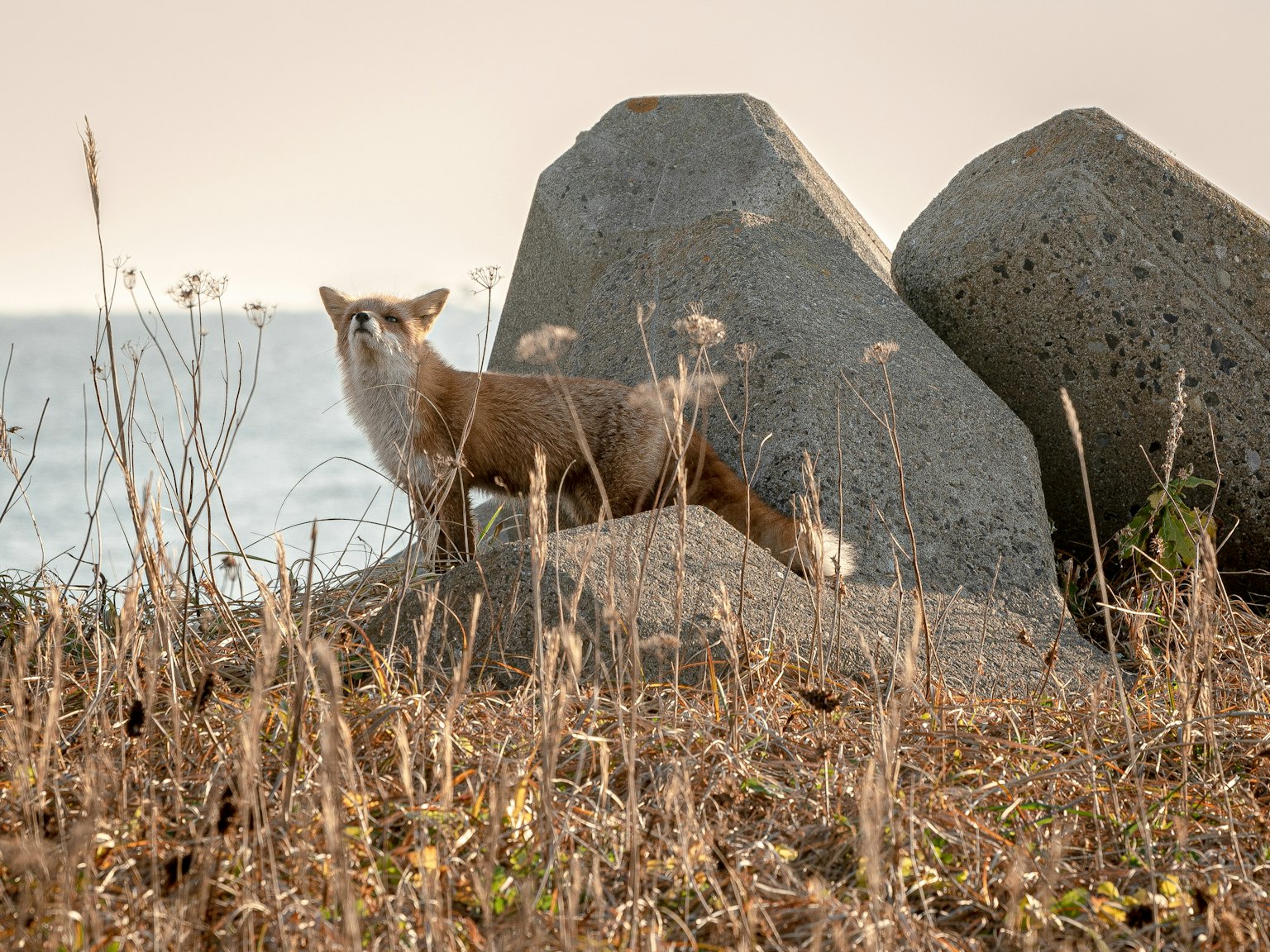 A fox standing near concrete blocks by the seaside
