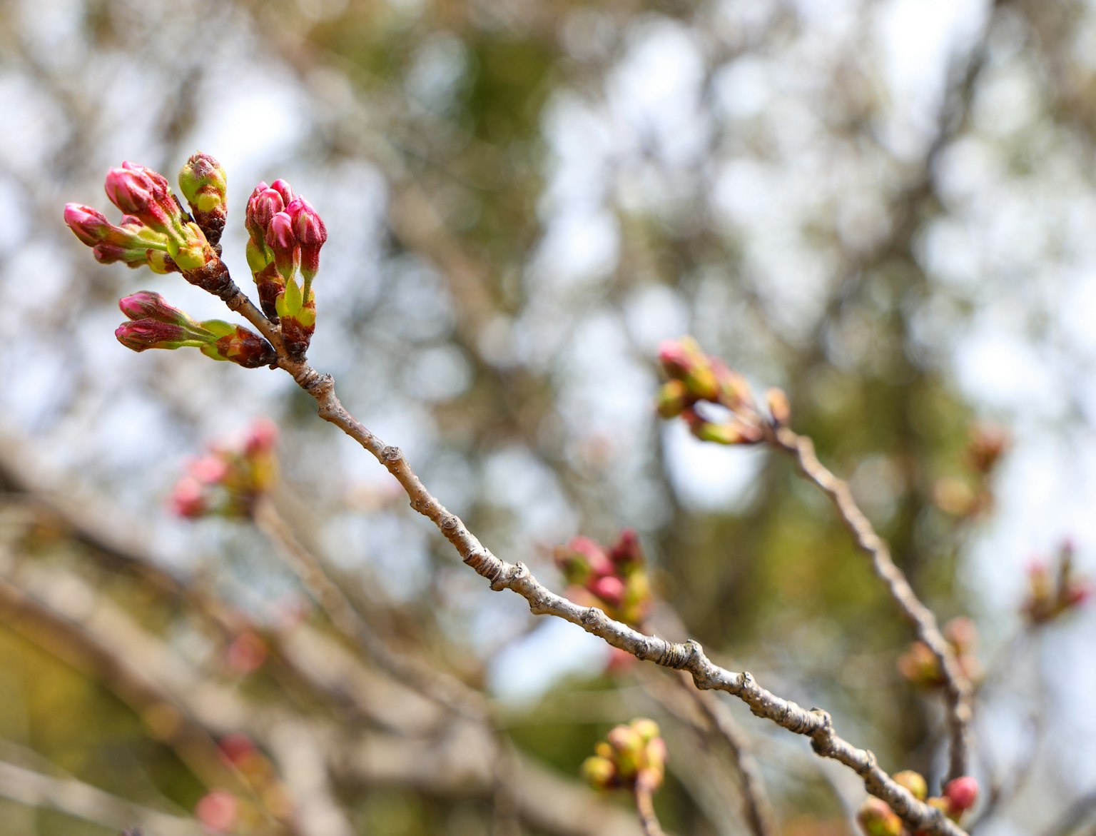 Gros plan sur des bourgeons de cerisier sur une branche indiquant l'arrivée du printemps