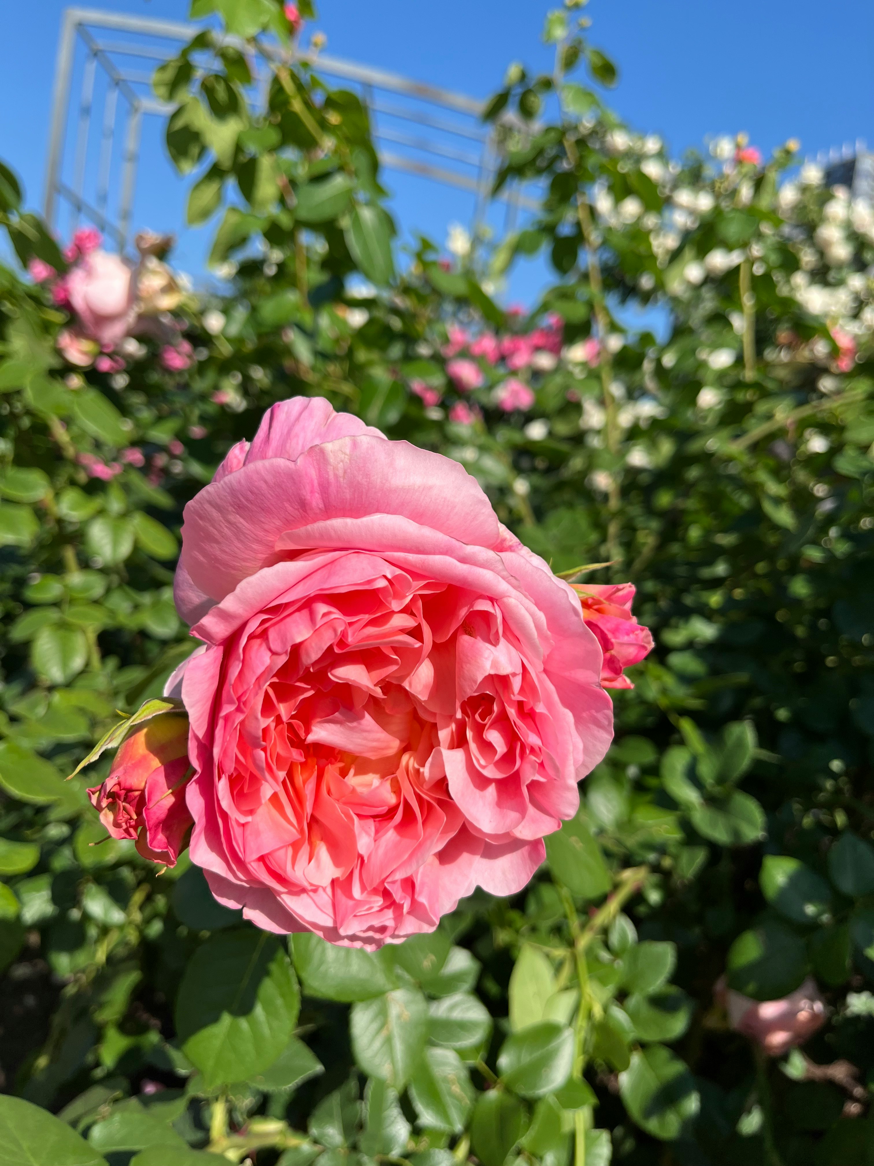 バラの花のクローズアップ