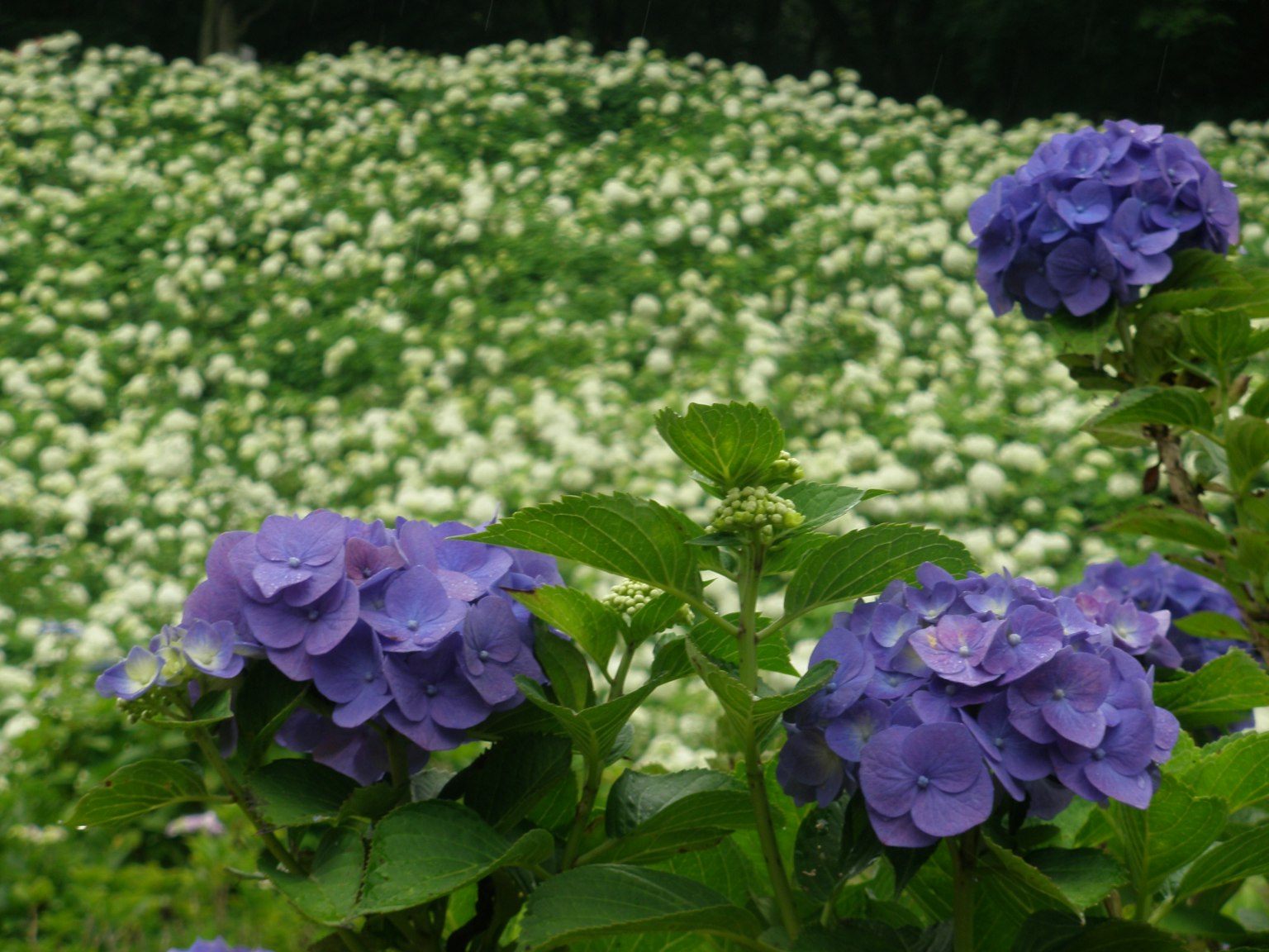 Bunga hydrangea ungu di latar depan dengan latar belakang bunga putih yang rimbun